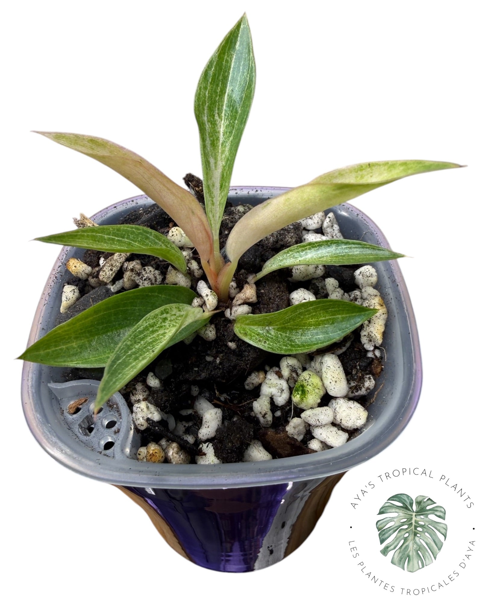 Philodendron 'Strawberry Caramel' panaché