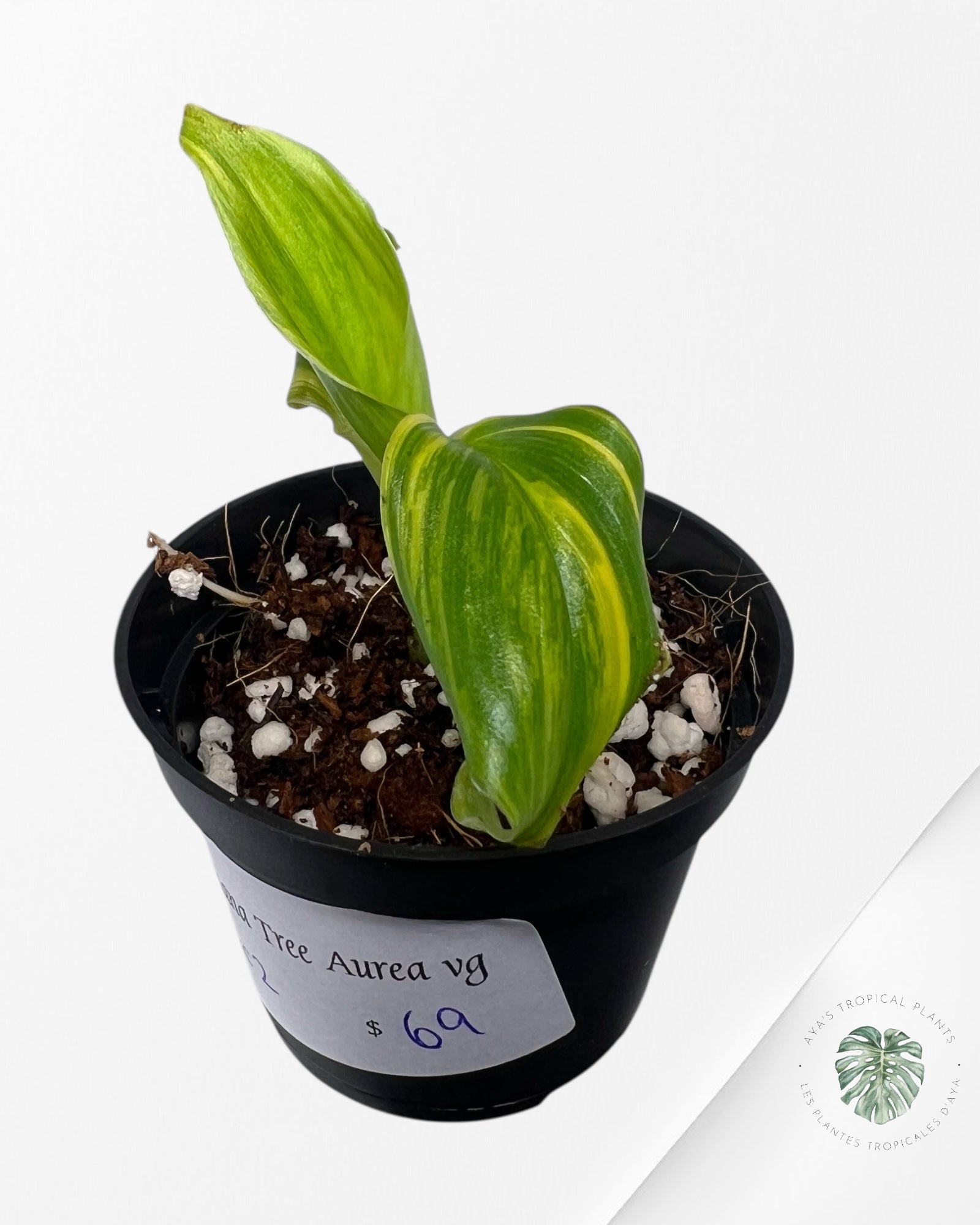 Banana Tree (Aurea) Variegated - TC2