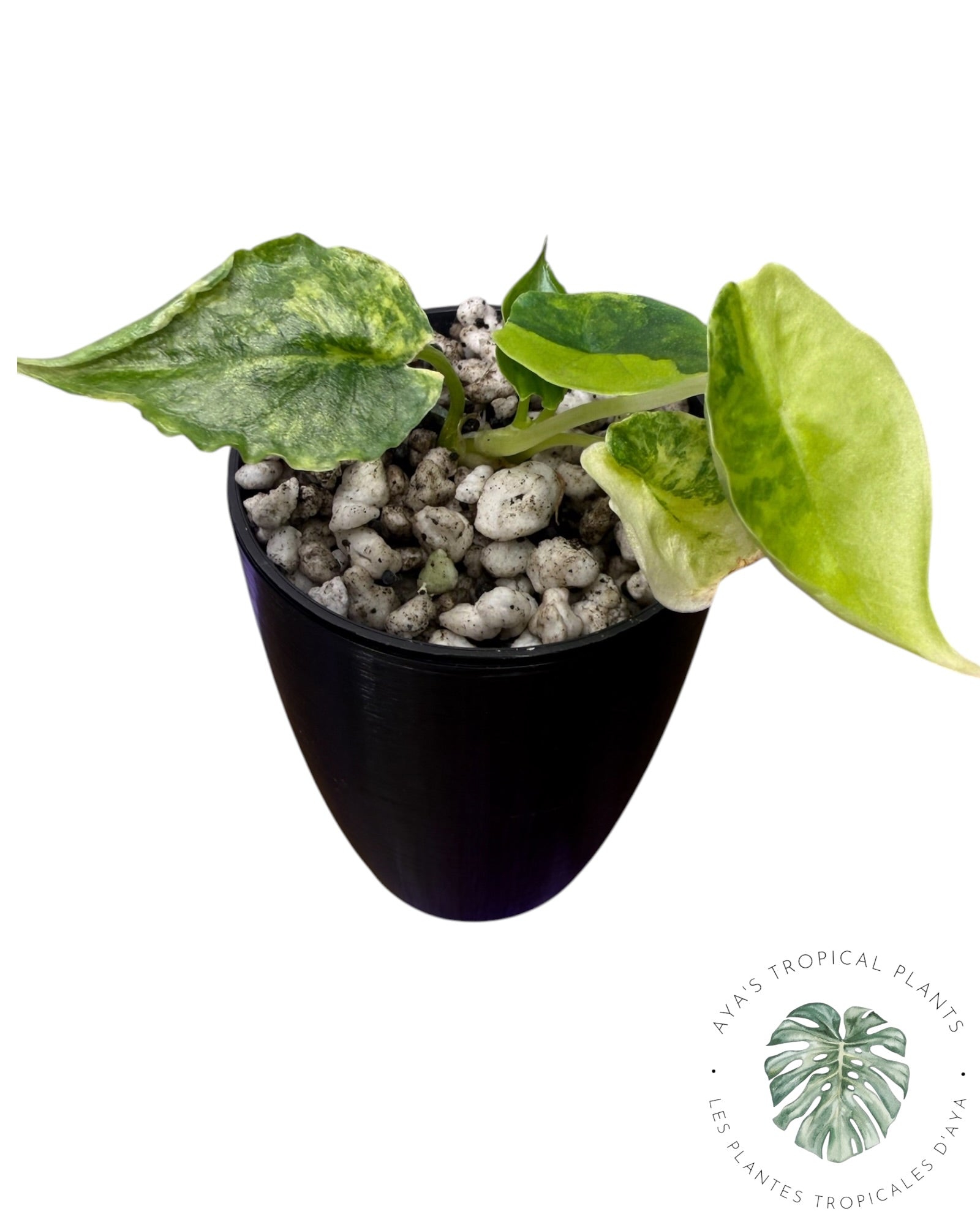 Alocasia Heterophylla "Souffle de Dragon" Aurea Panaché
