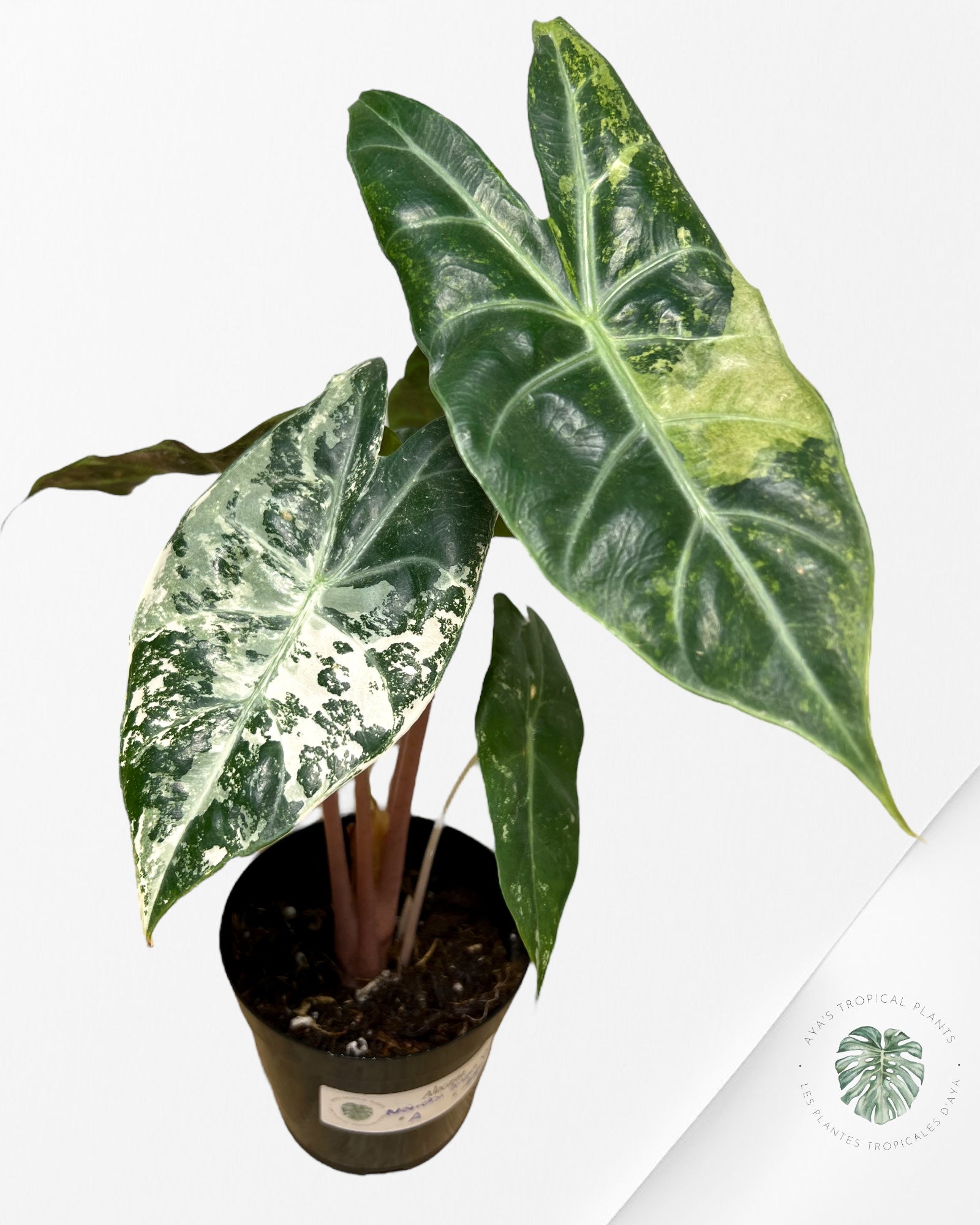 Alocasia 'Nairobi Night' panaché - A