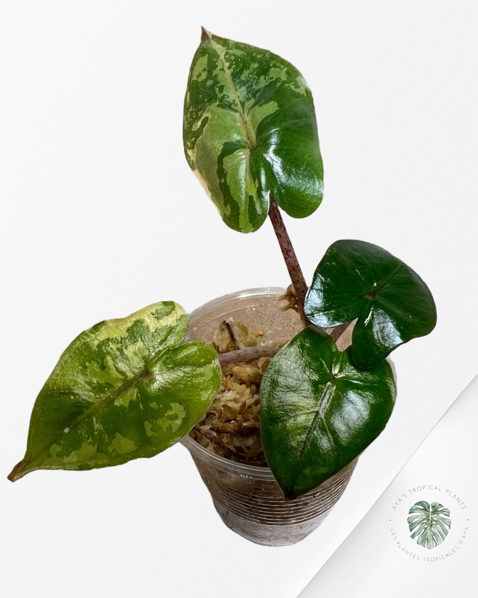 Alocasia Yucatan Princess Variegated- 35