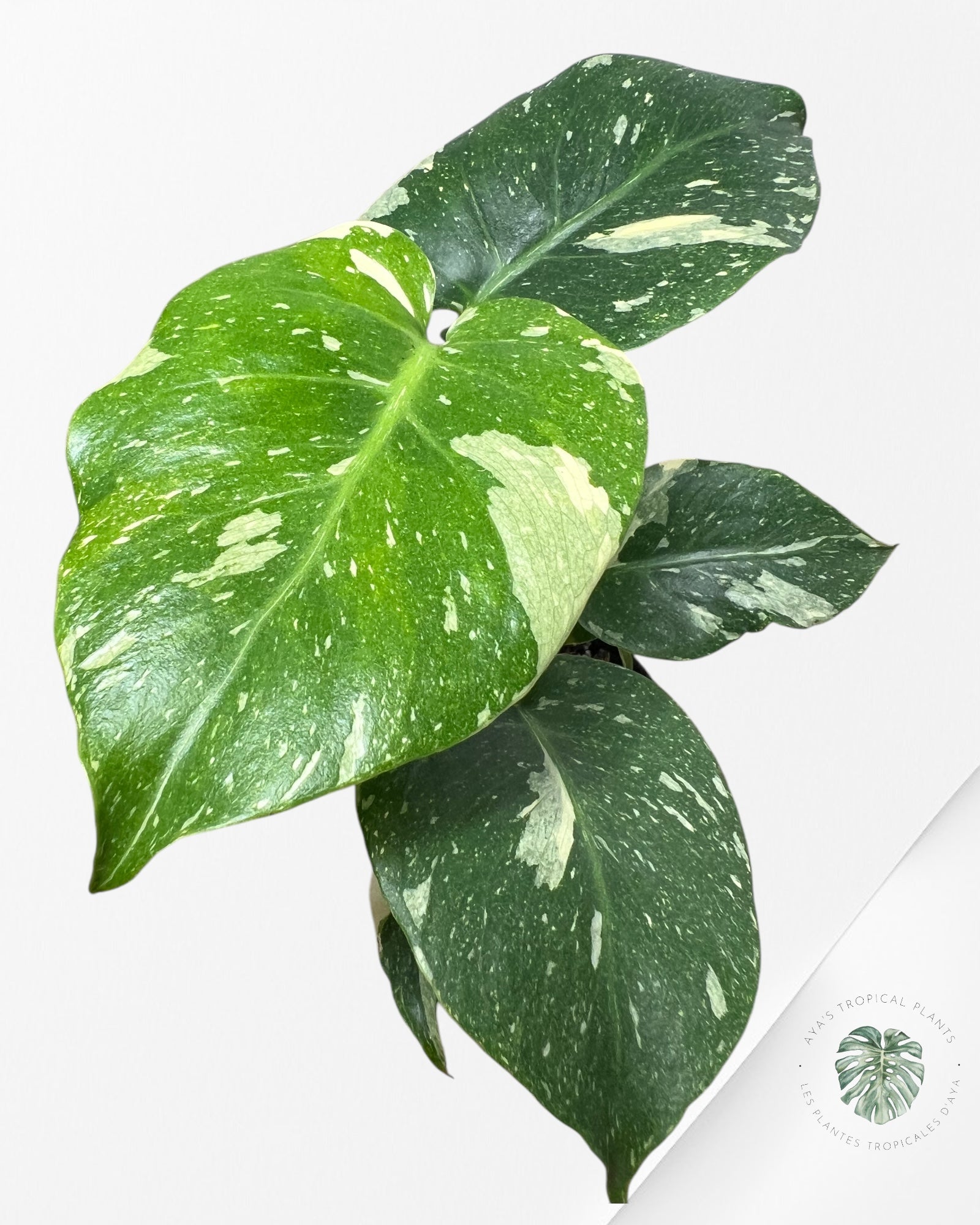 Monstera Thai Constellation-MTC12