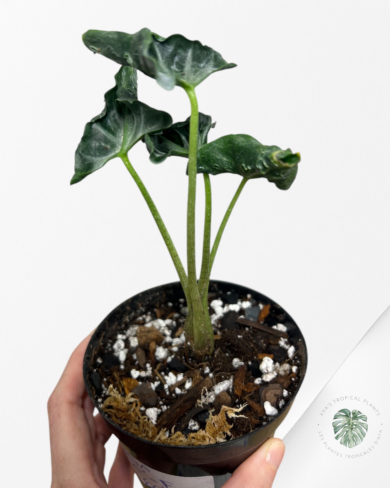 Alocasia Loco - F