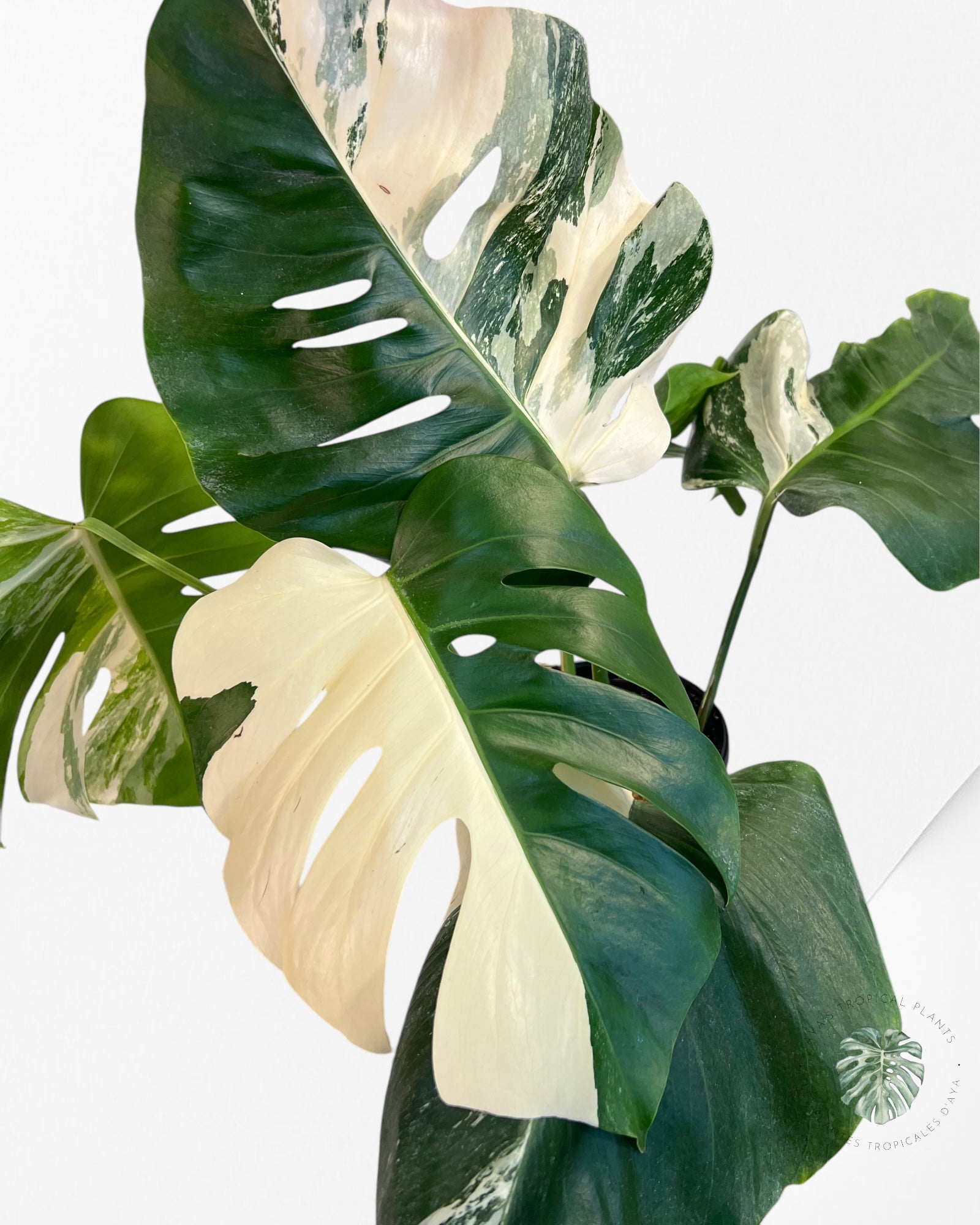 Monstera Borsigiana Albo-JA2