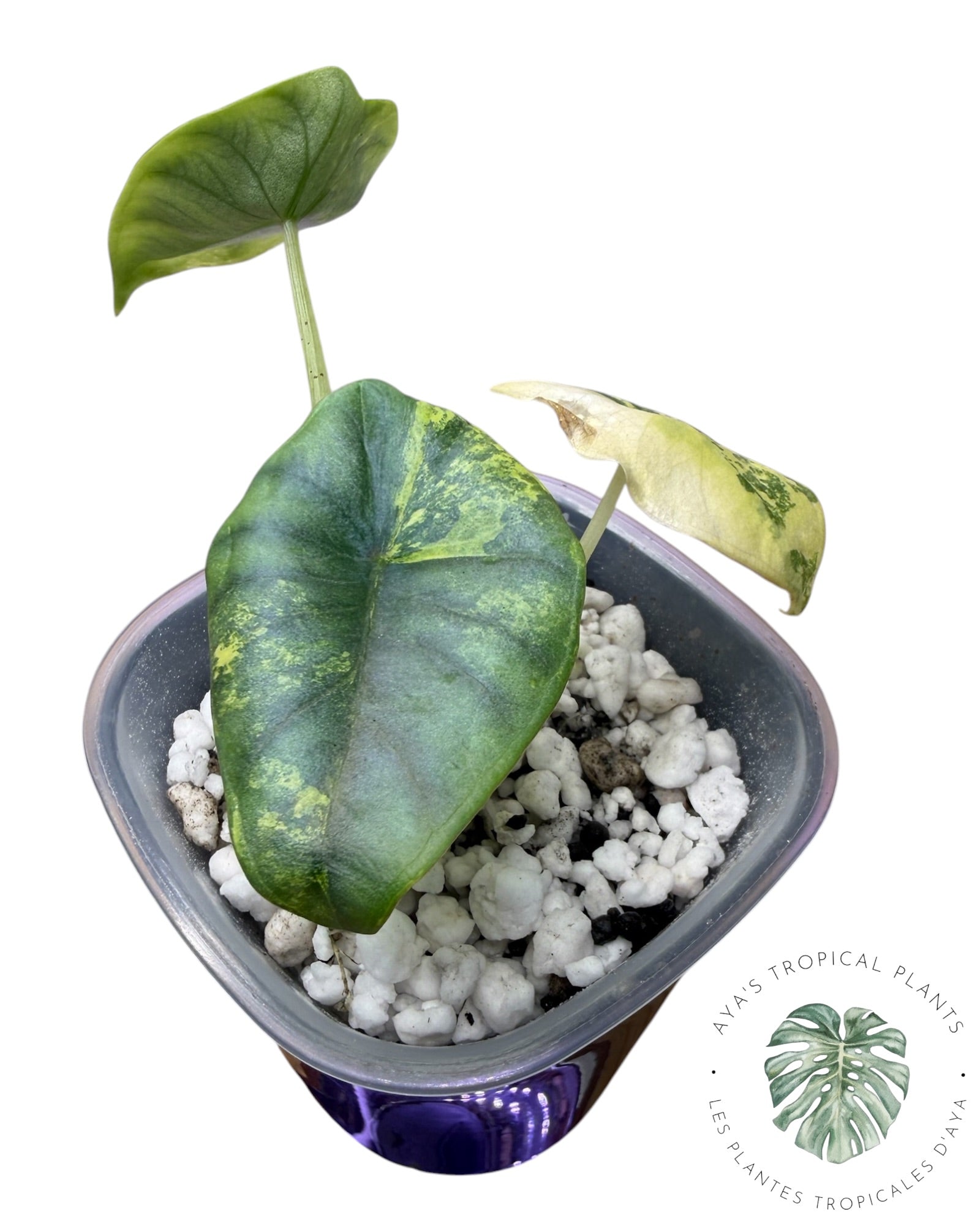 Alocasia Nebula Aurea Variegated