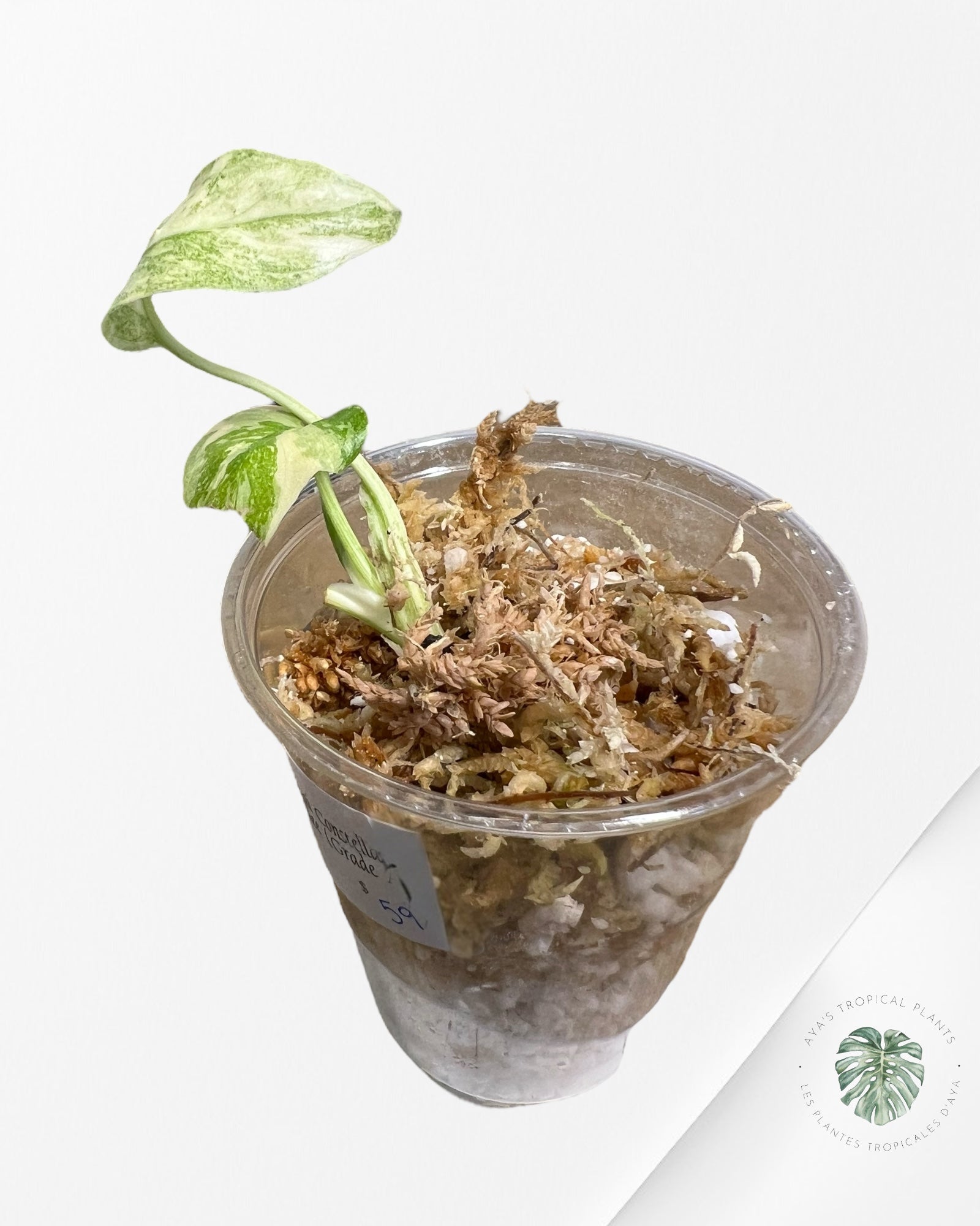 Monstera Thai Constellation Creme Brûlée (Grade A) - TC33