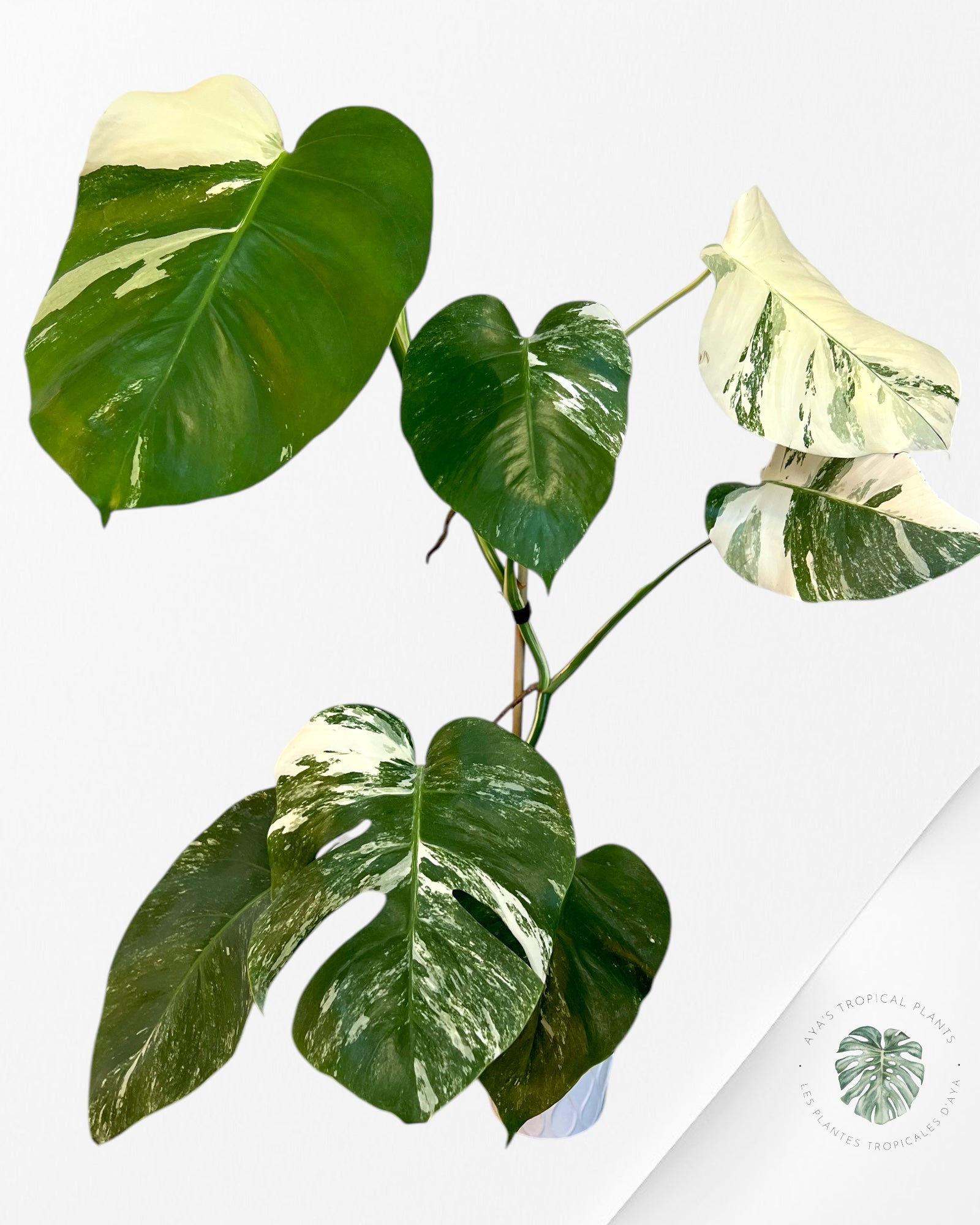 Monstera Borsigiana albo -JA300