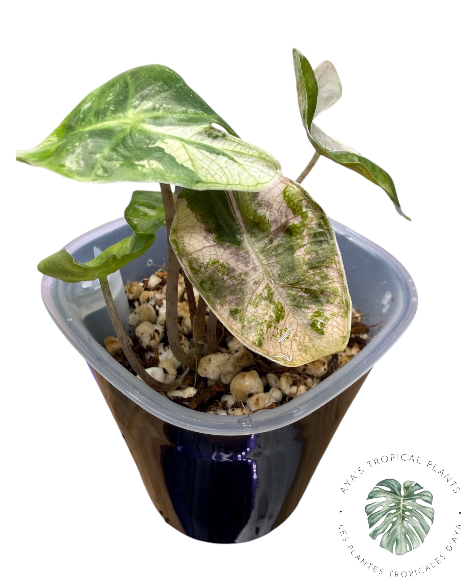 Alocasia Pseudo Sanderiana Rose
