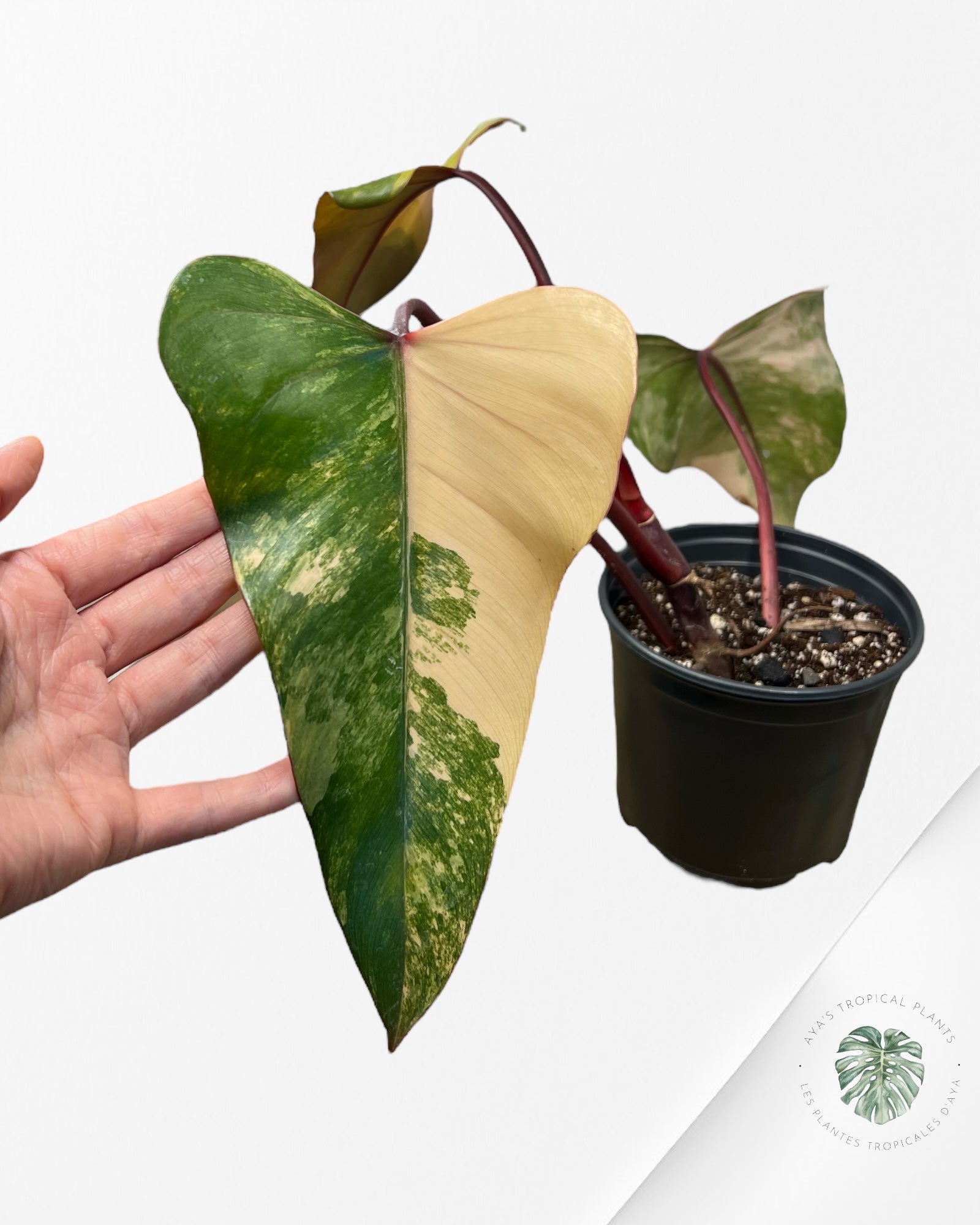 Philodendron Strawberry Shake - ME4