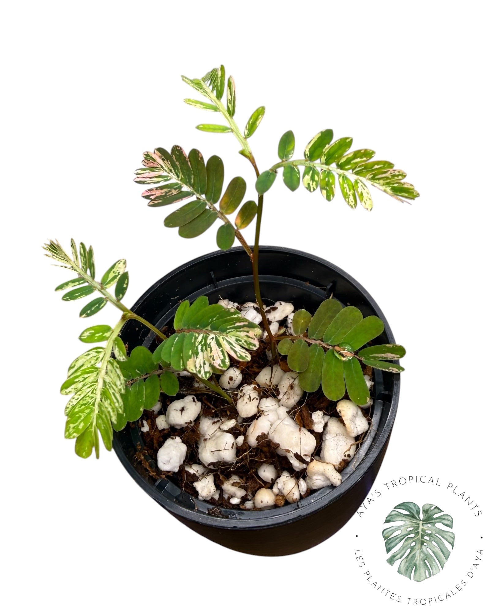 Phyllanthus urinaria panaché rose