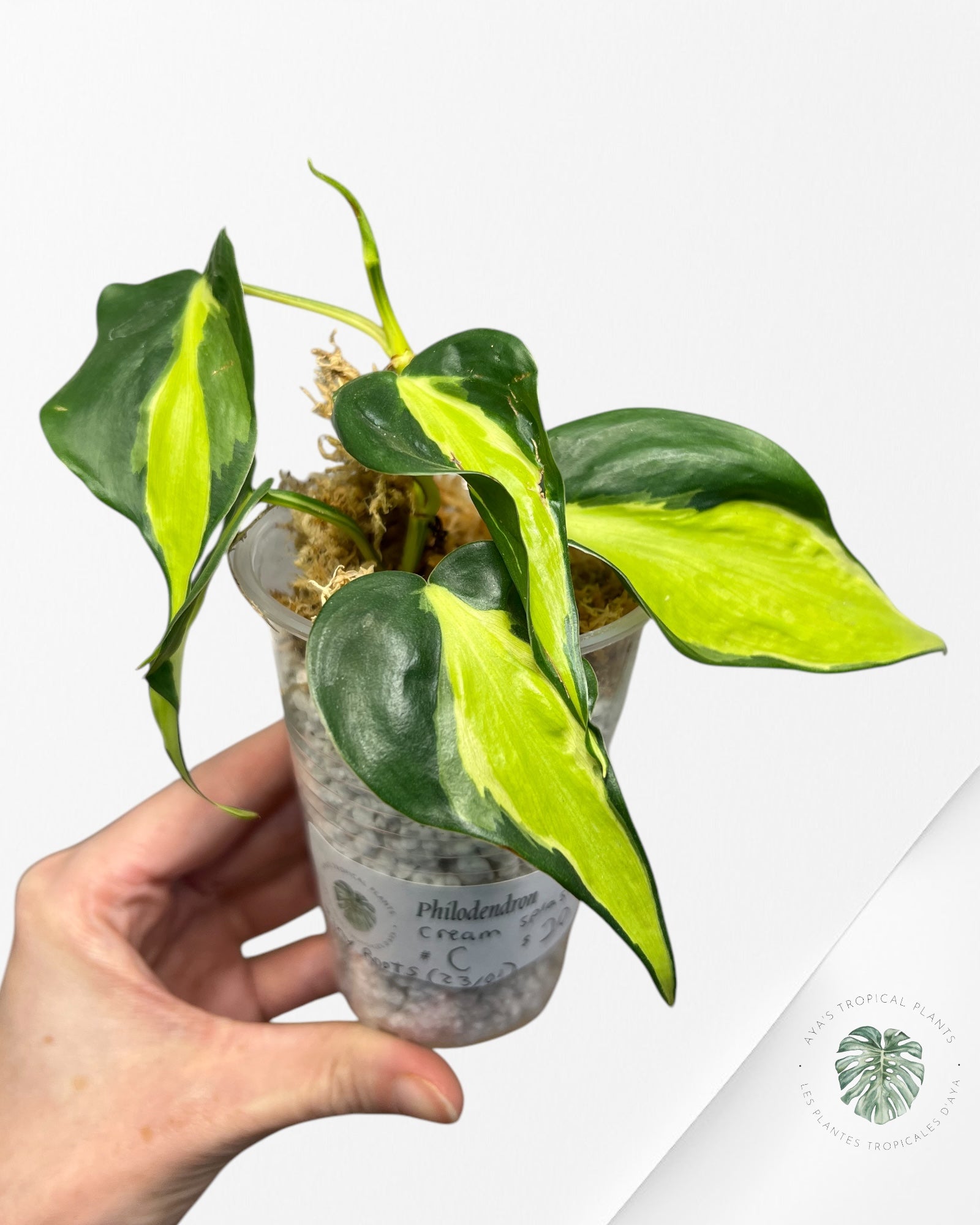 Philodendron Cream Splash - C