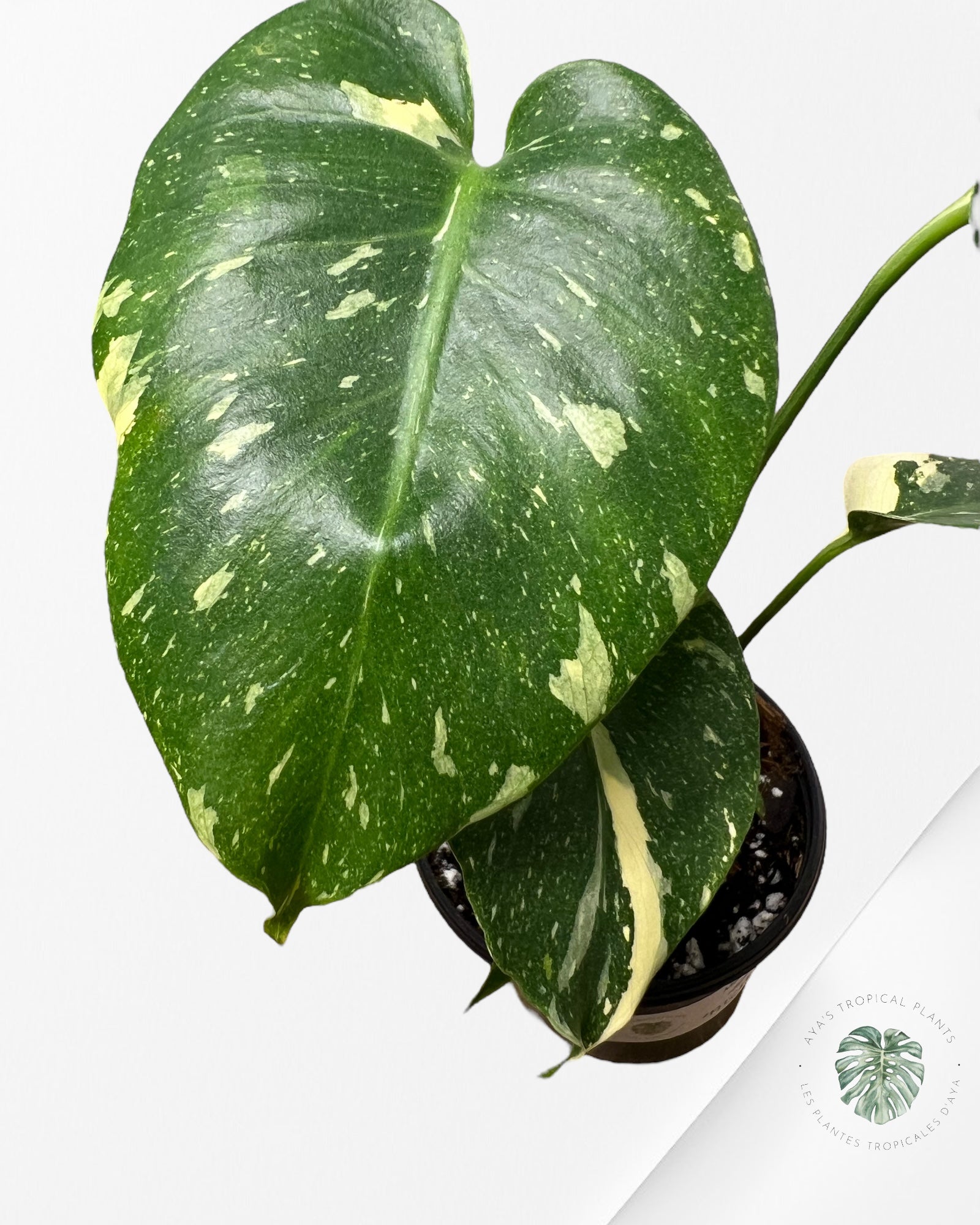 Monstera Thai Constellation-MTC11