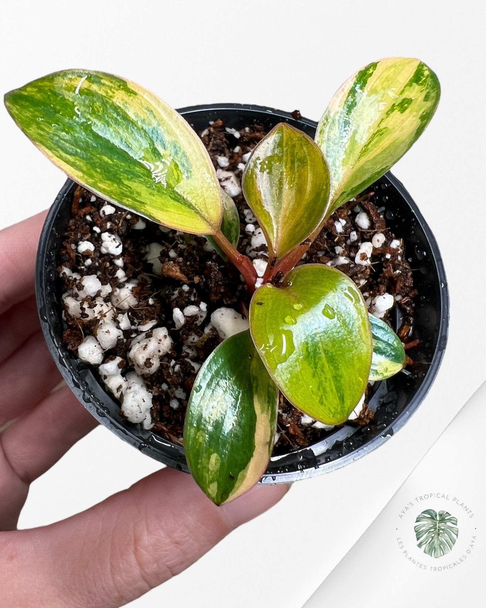 Philodendron Red Congo variegated - 400