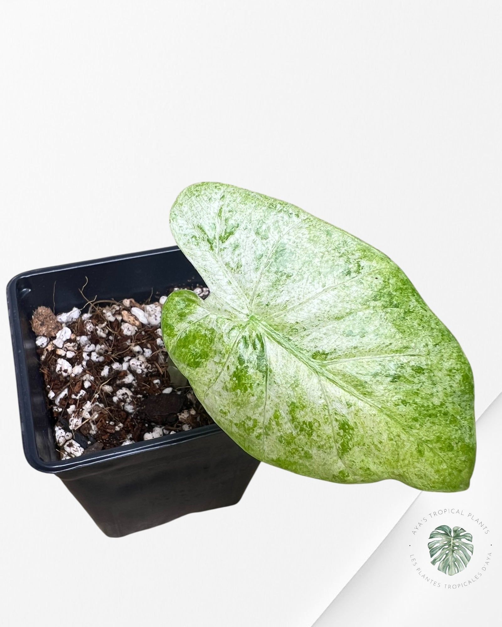 Alocasia Macrorrhiza Splash -SPI