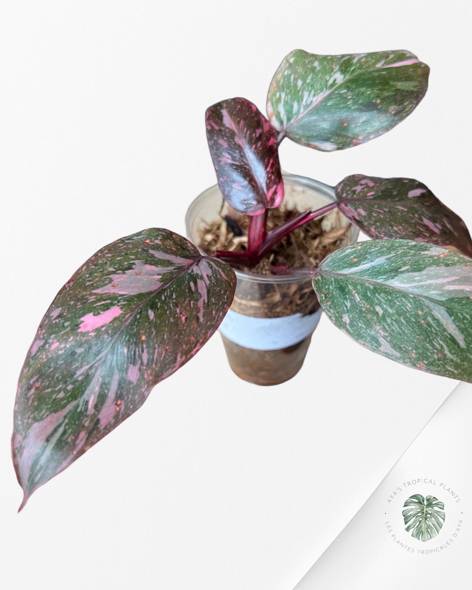 Philodendron Galaxie Rose