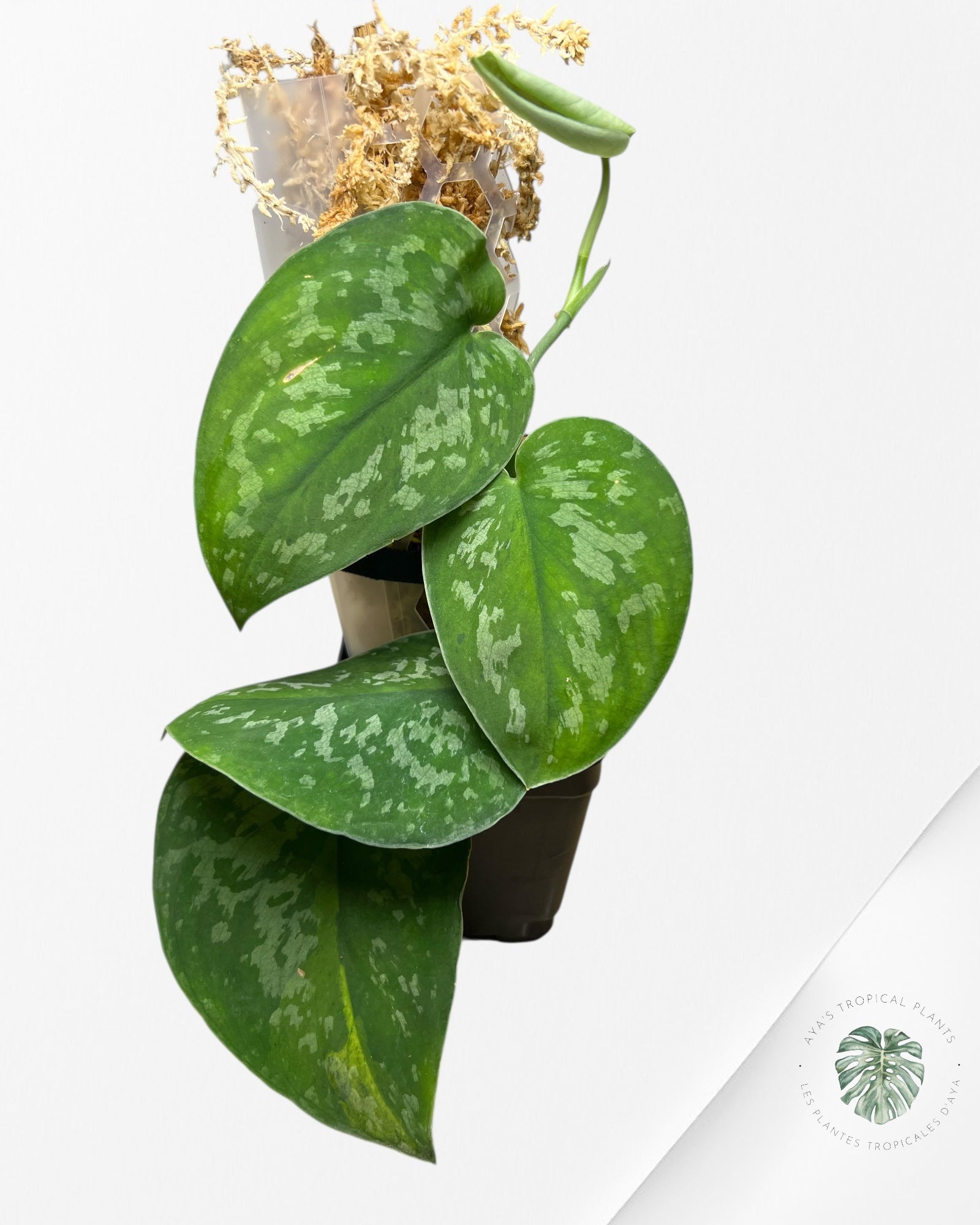 Scindapsus Kusuma-SK02