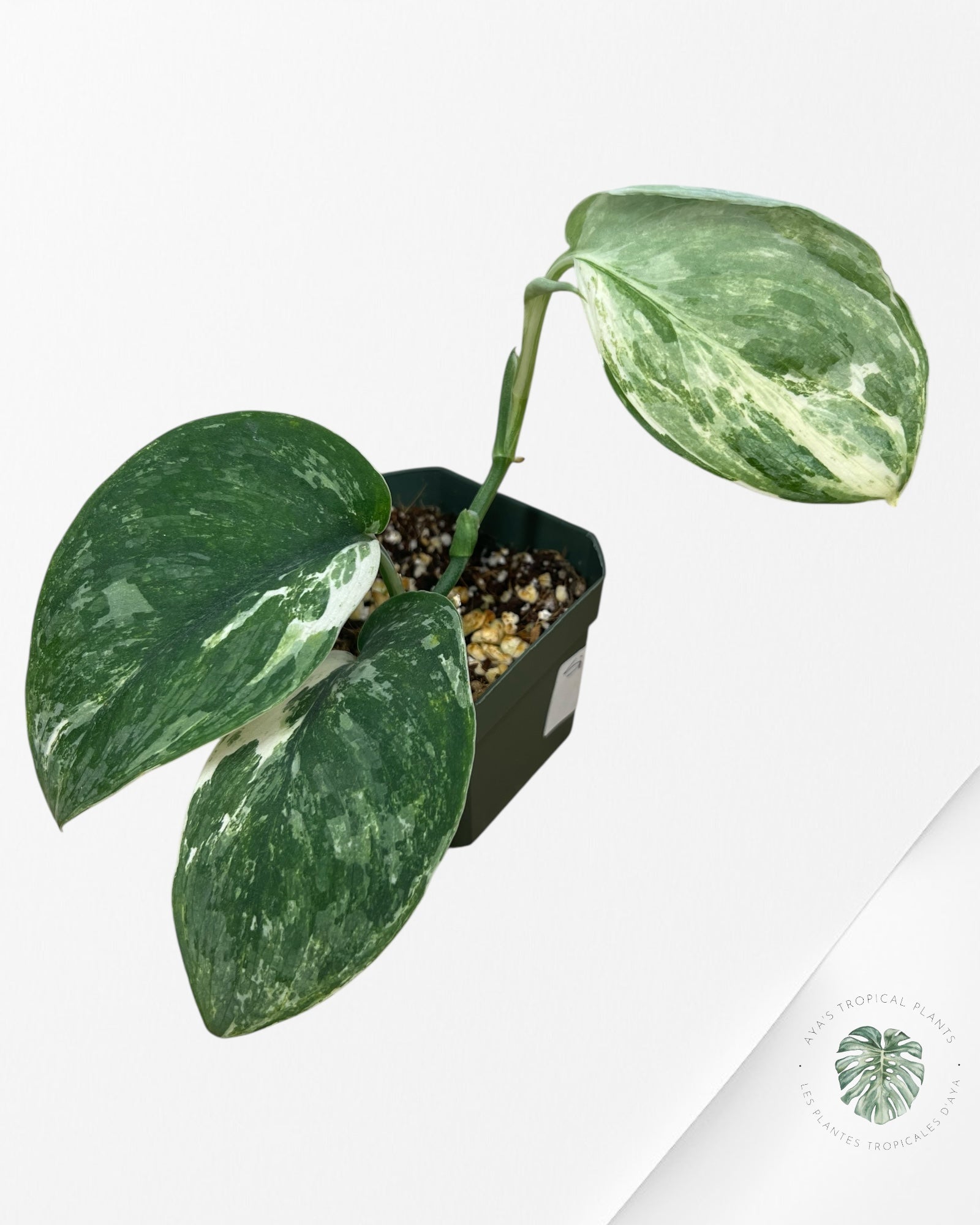 Scindapsus Silver Splash Variagated - A1