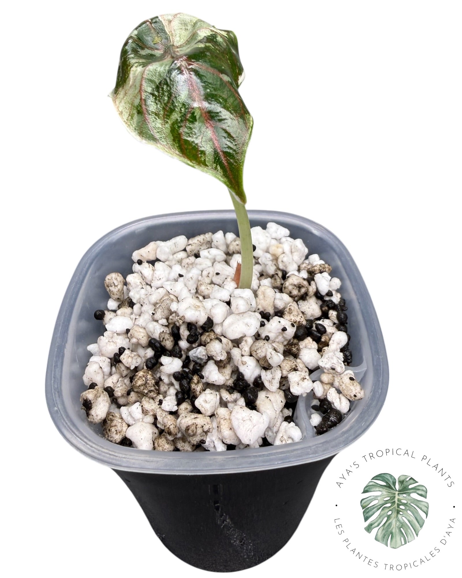 Alocasia Azlanii Pink