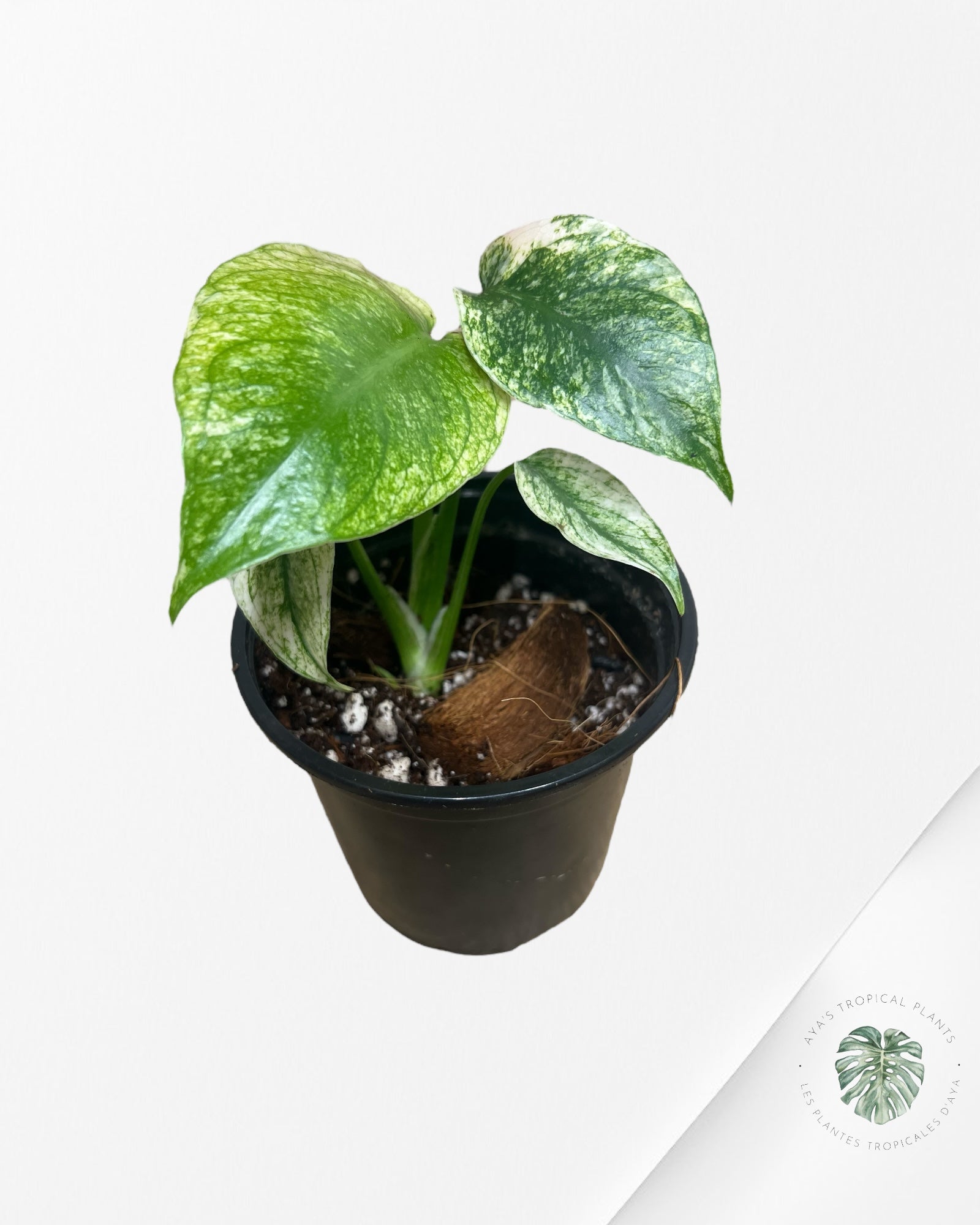 Monstera Deliciosa Mint - SA2