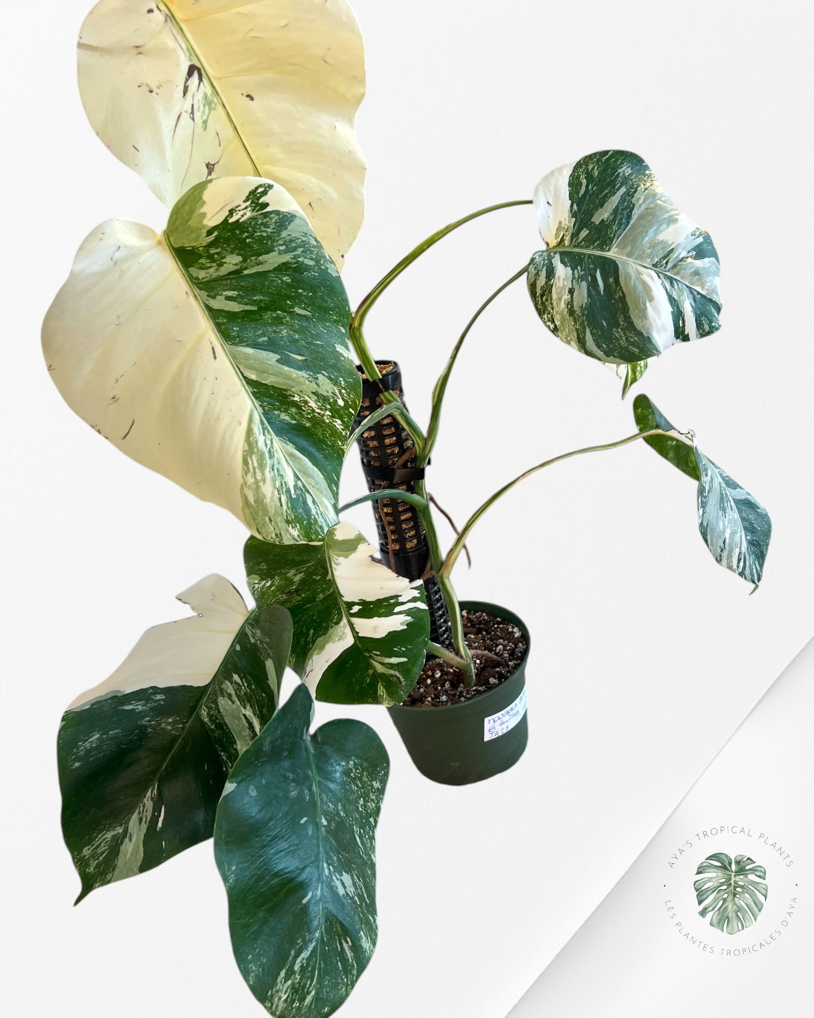 Monstera Borsigiana Albo-JA28