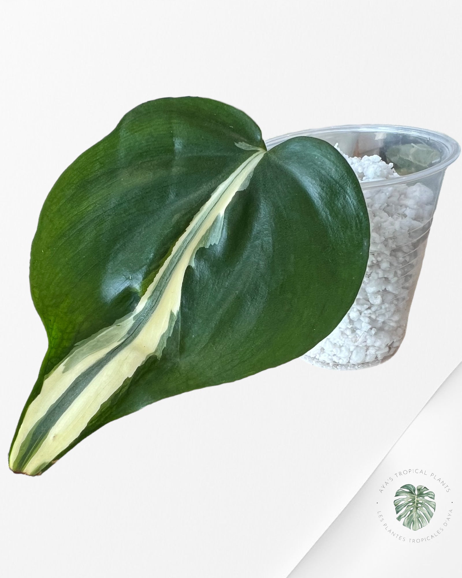 Philodendron Hederaceum 'Rio'-3021