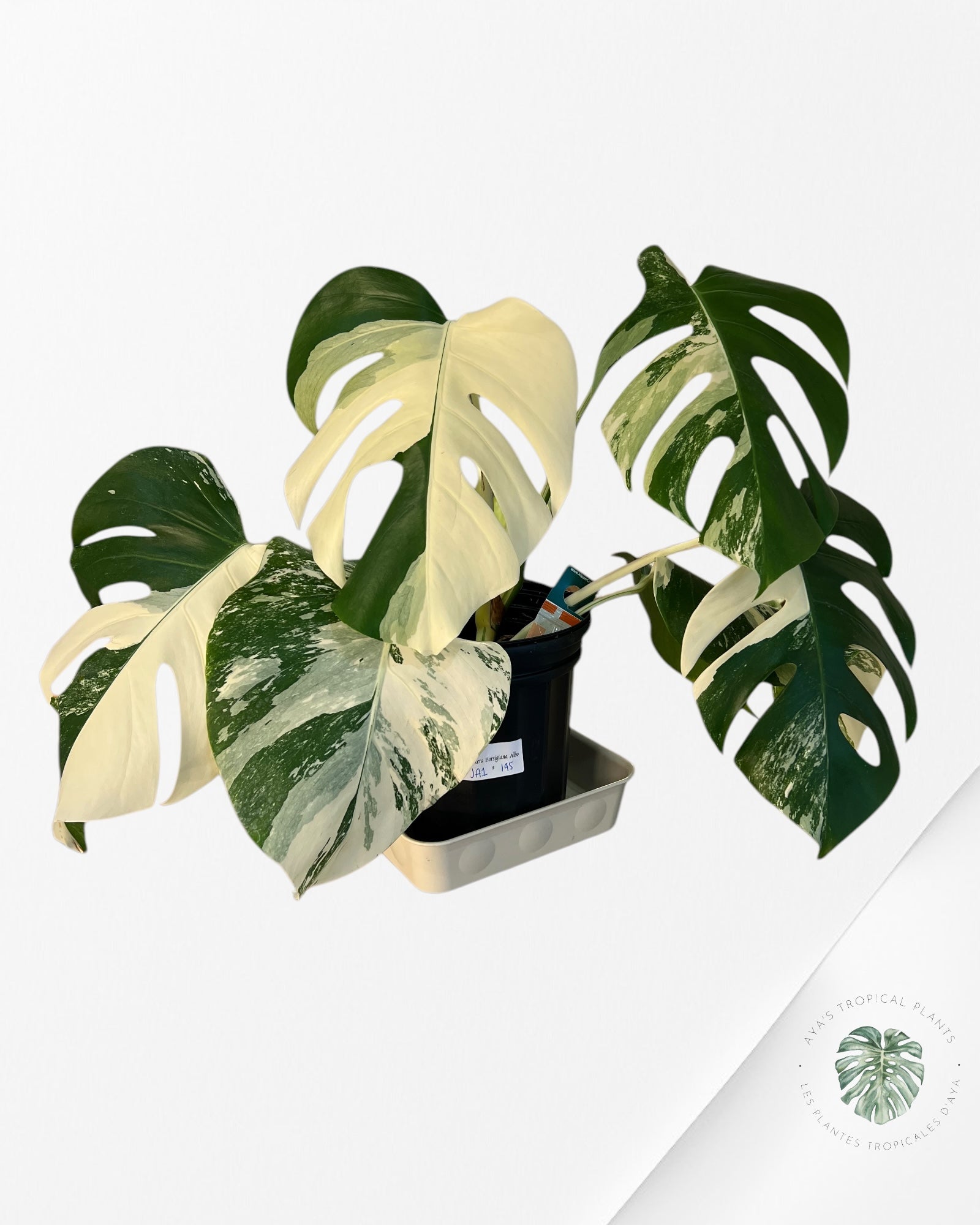 Monstera Borsigiana Albo-JA1