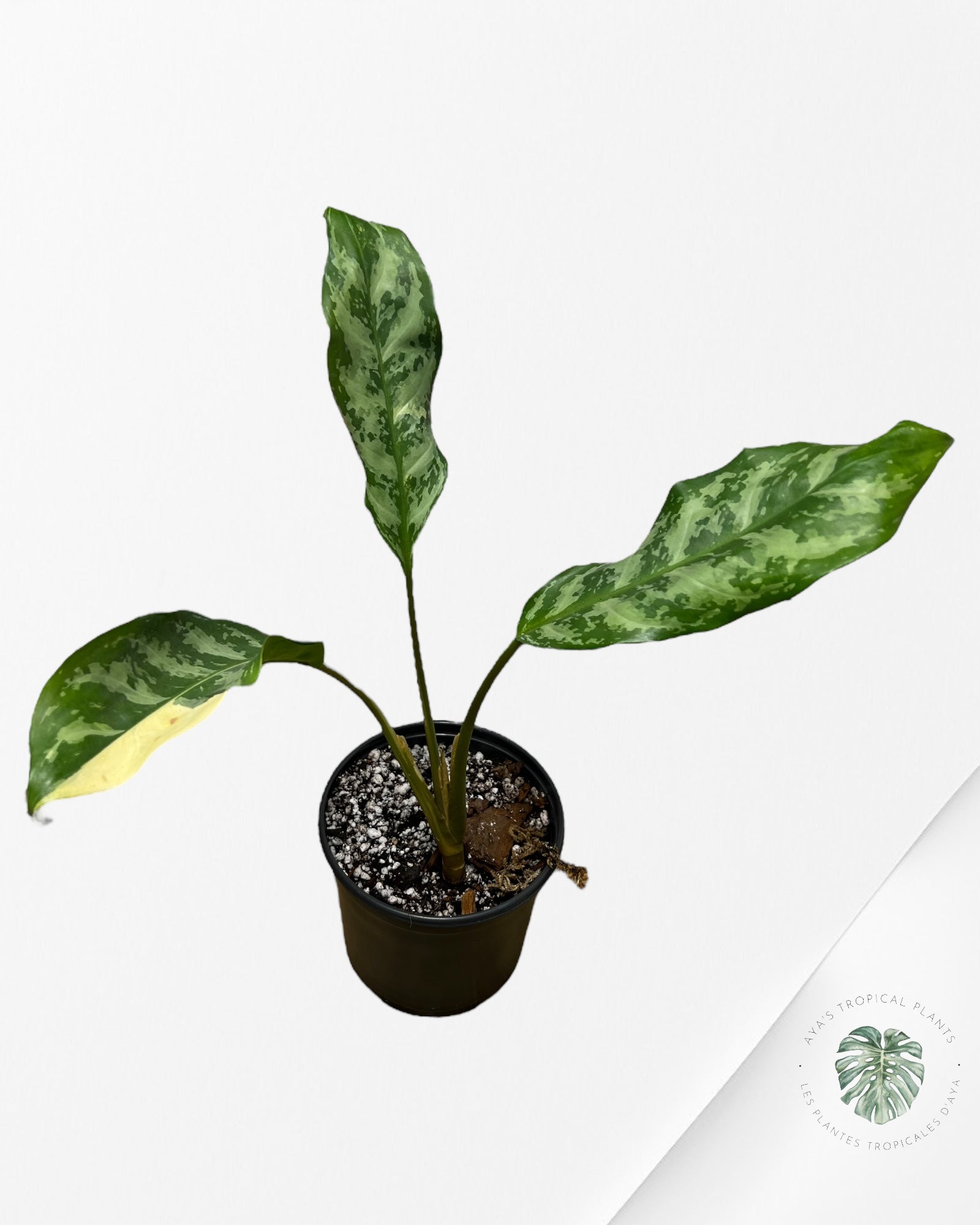 Aglaonema Manila Pride - AMP4