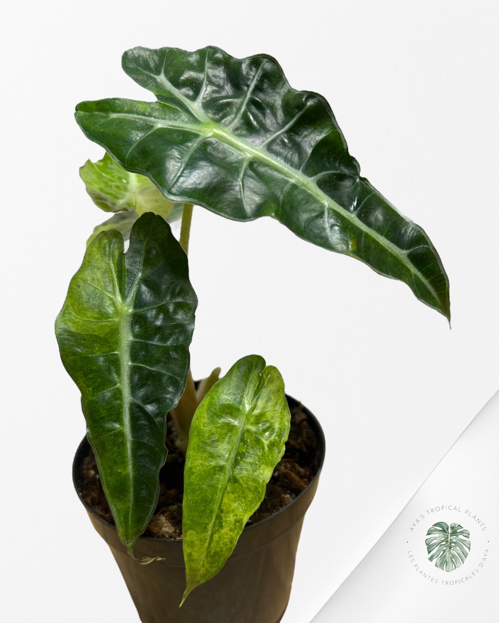 Alocasia Amazonica Polly Variagated-B