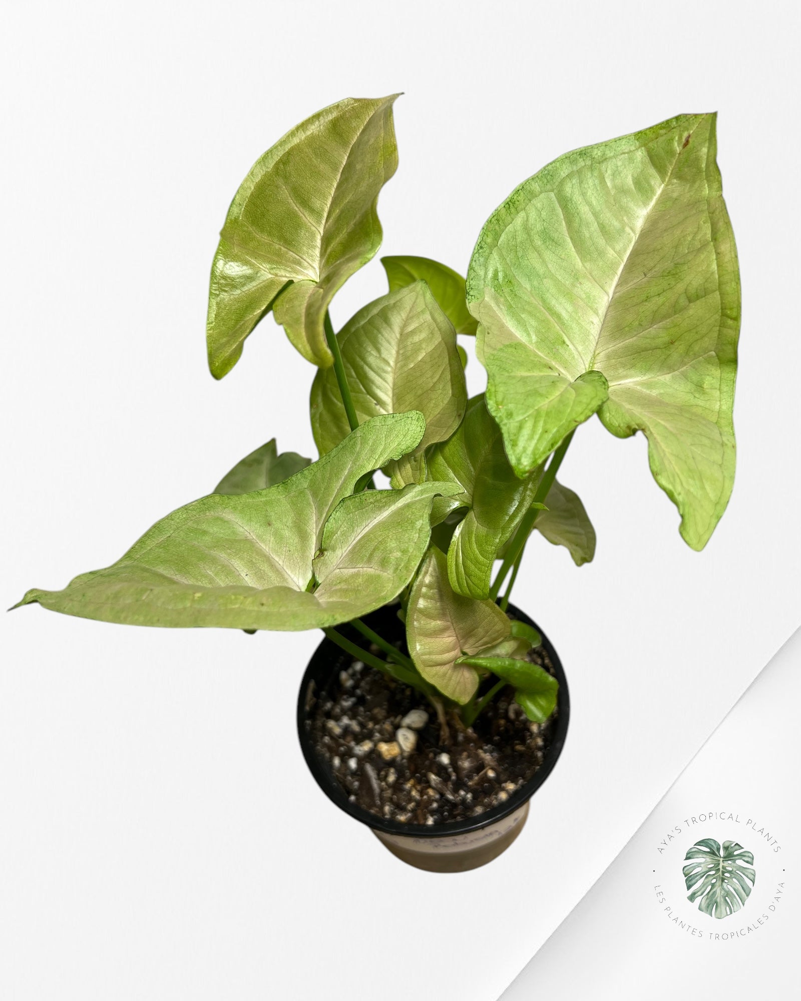 Syngonium Néon Robusta - A2