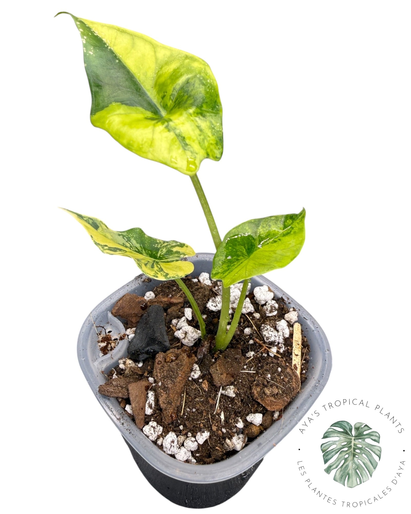 Alocasia Scalprum Aurea Variegated