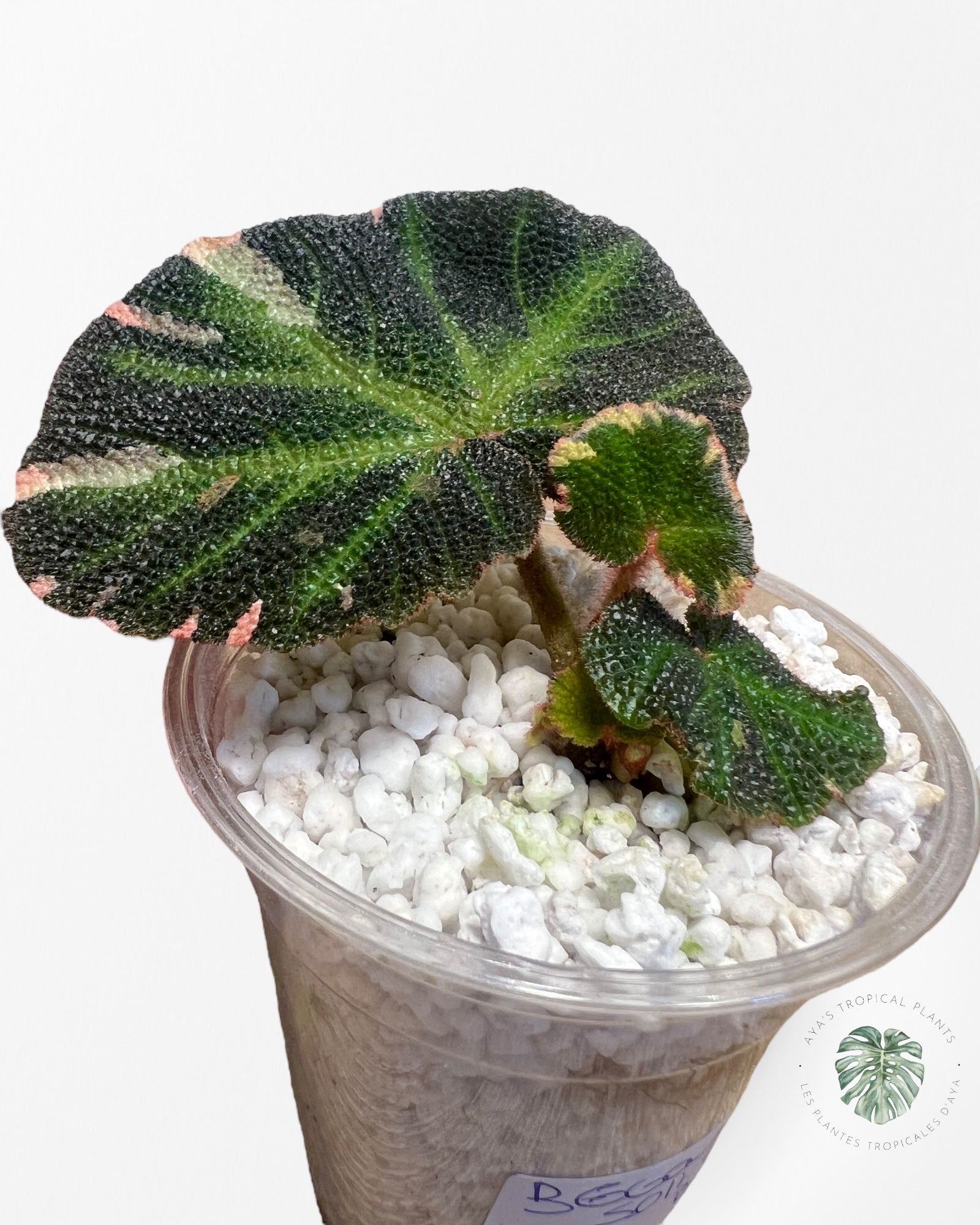 Begonia soli-mutata (variegated)-BSM10