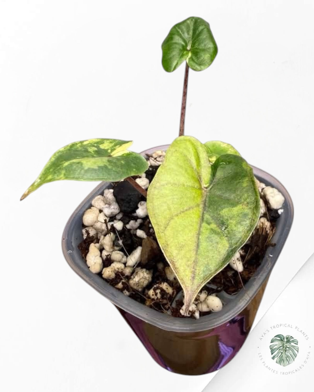 Alocasia Yucatan Aurea Variegated