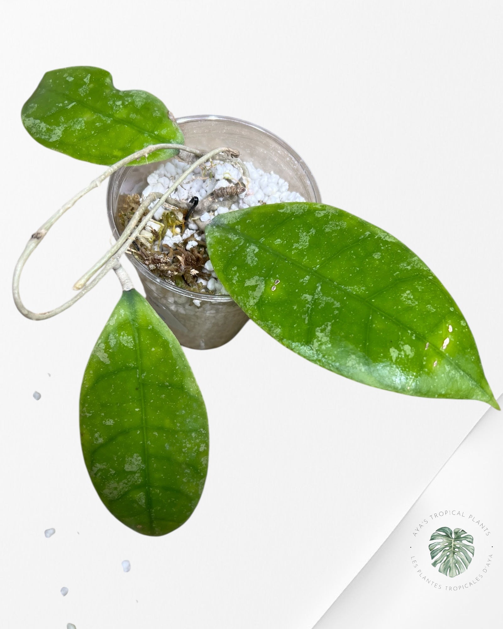 Hoya finlaysonii splash (Big leaves) - F5