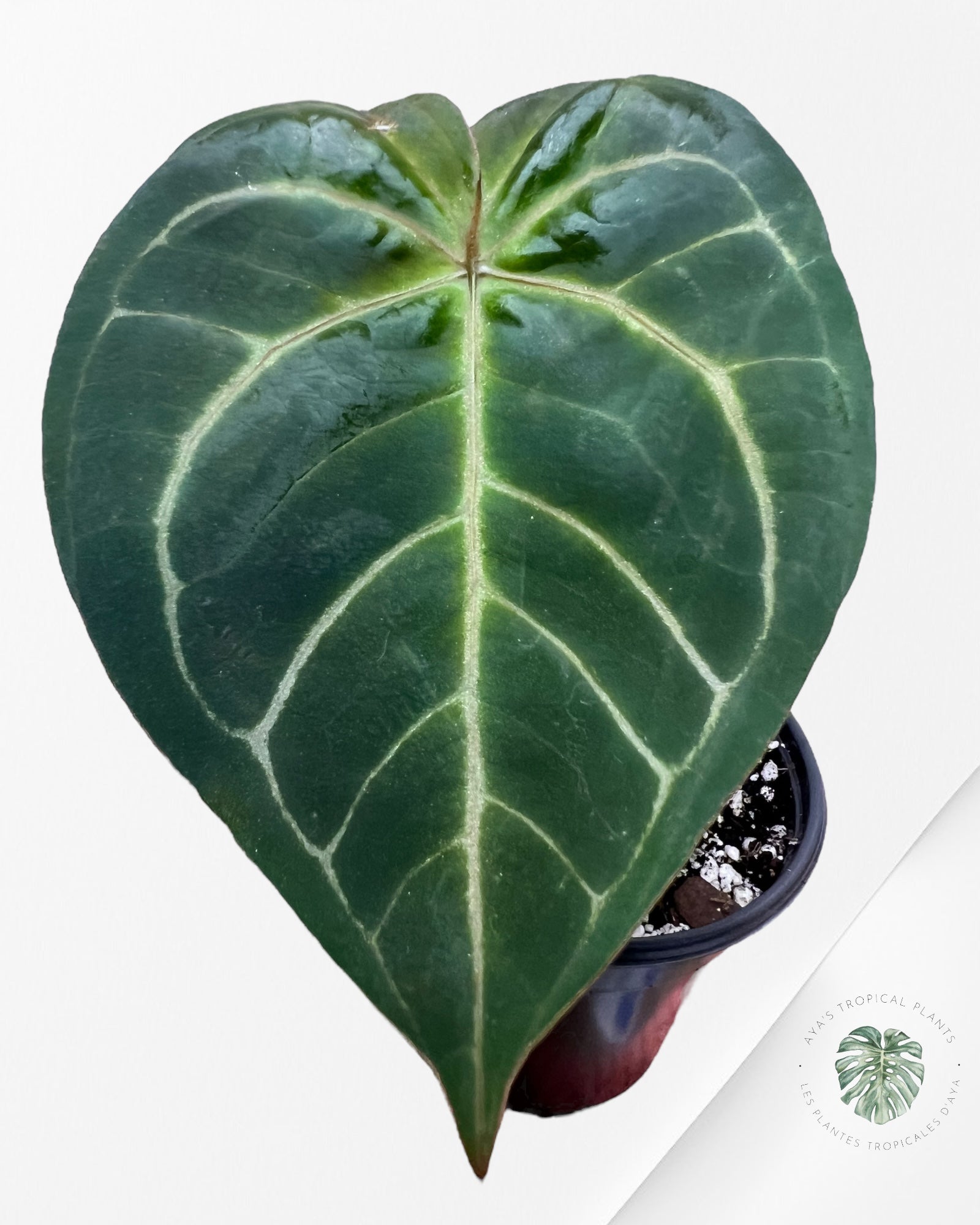 Anthurium Redman - 04