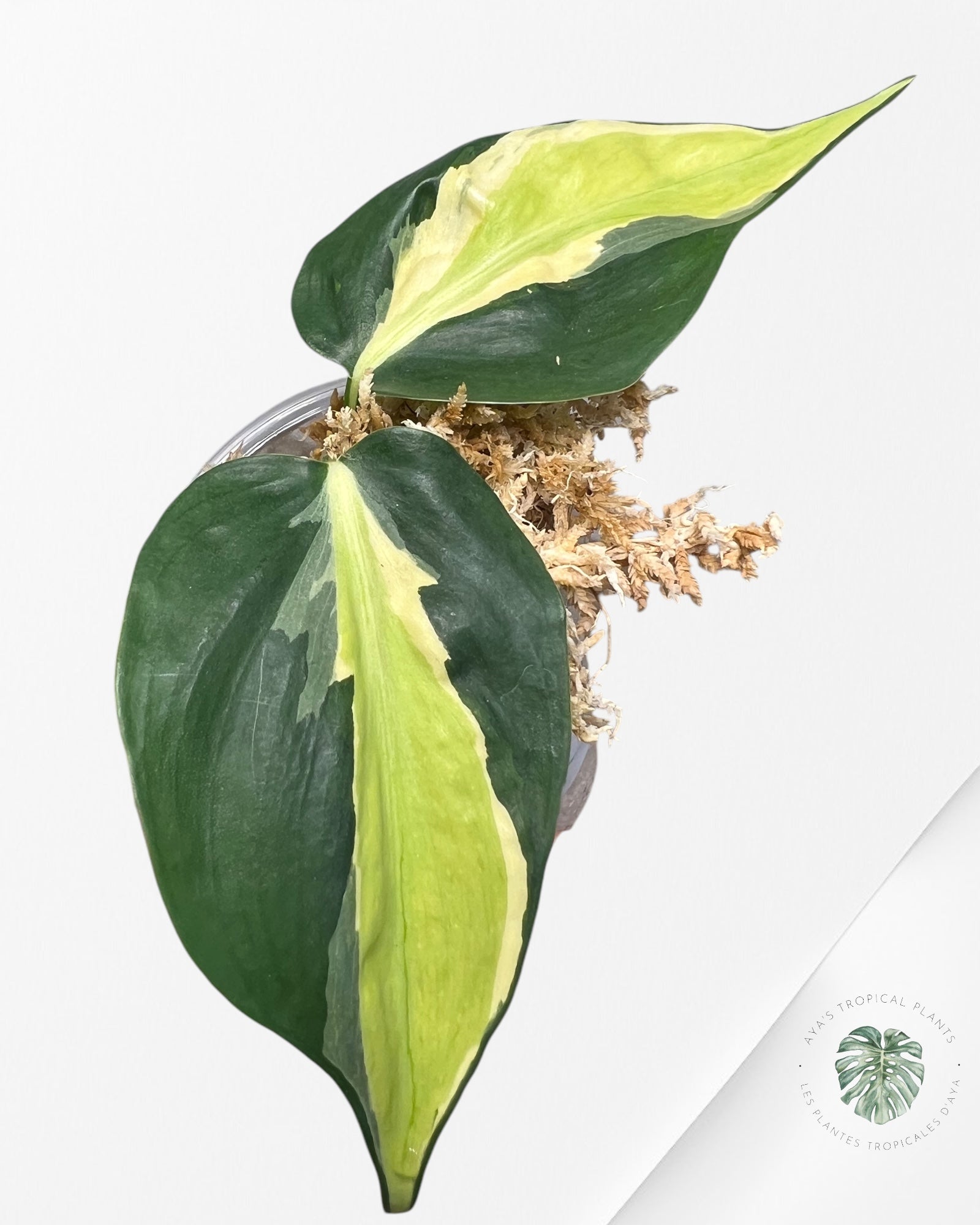 Philodendron Cream Splash - E