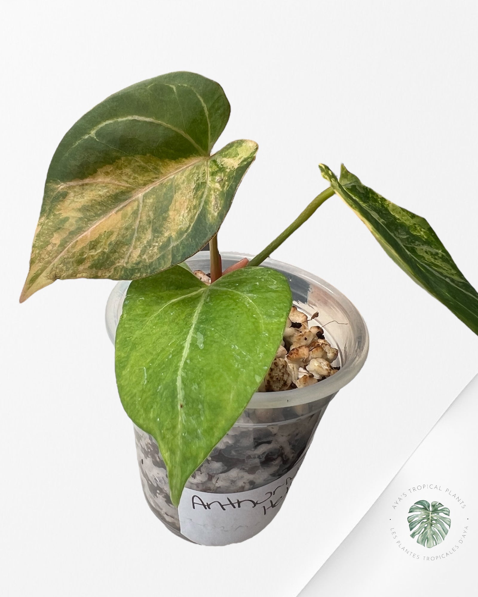 Anthurium Magna x Portillae  *Hellboy* Variegated
