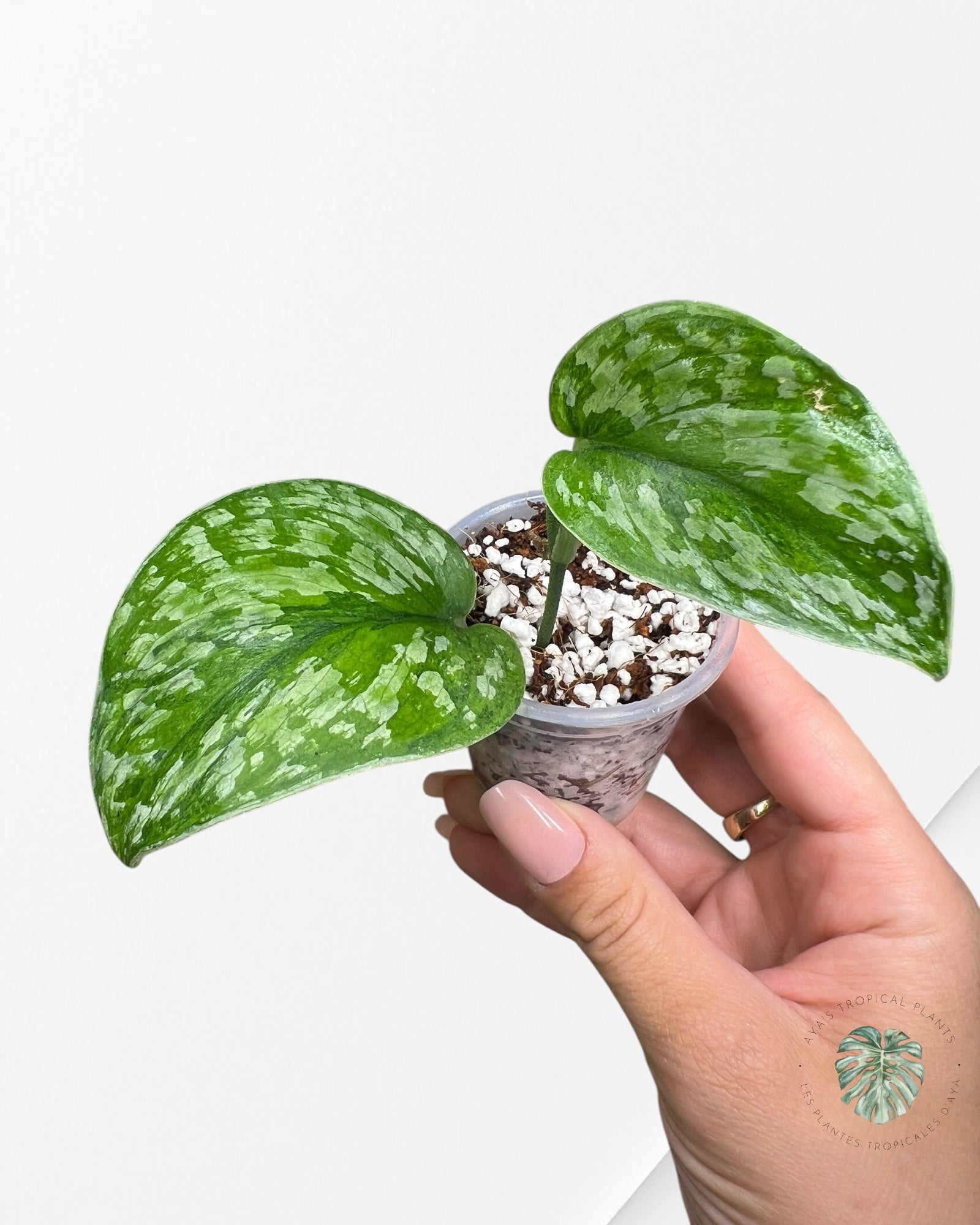 Scindapsus Kusuma-SK01
