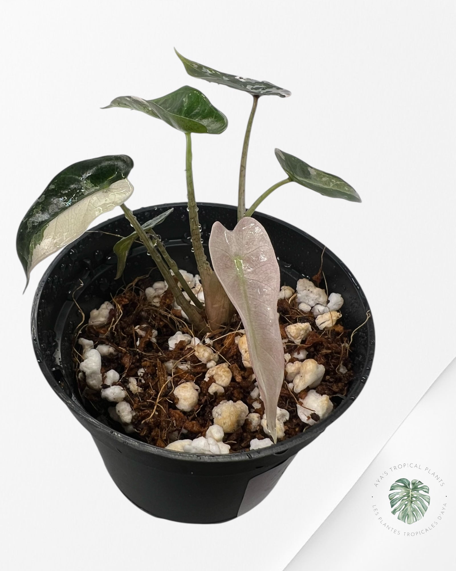 Alocasia Bambino Variegated (pink) - 2
