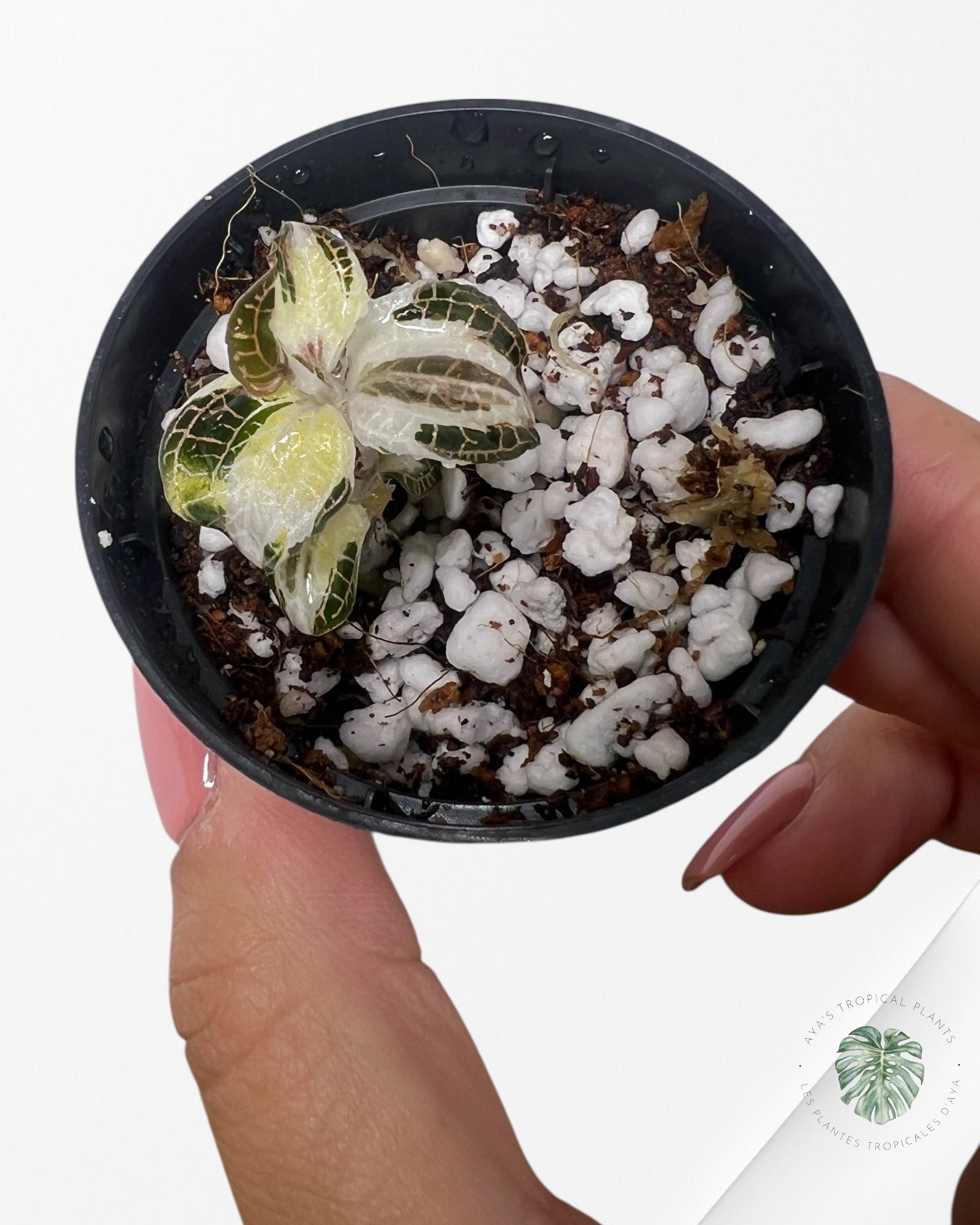 Anoectochilus Roxburghii Variegated - 26