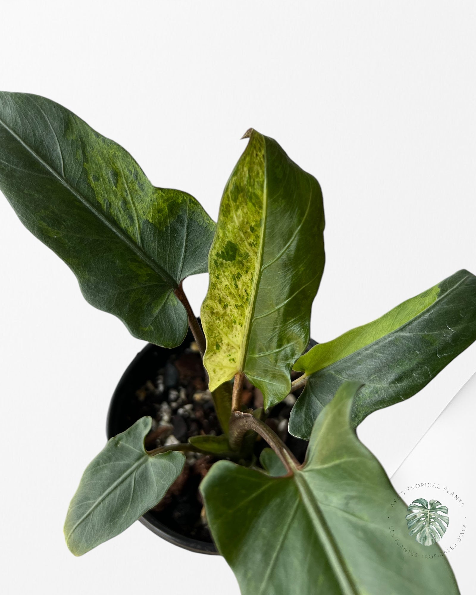 Alocasia Lauterbachiana Variegated-B