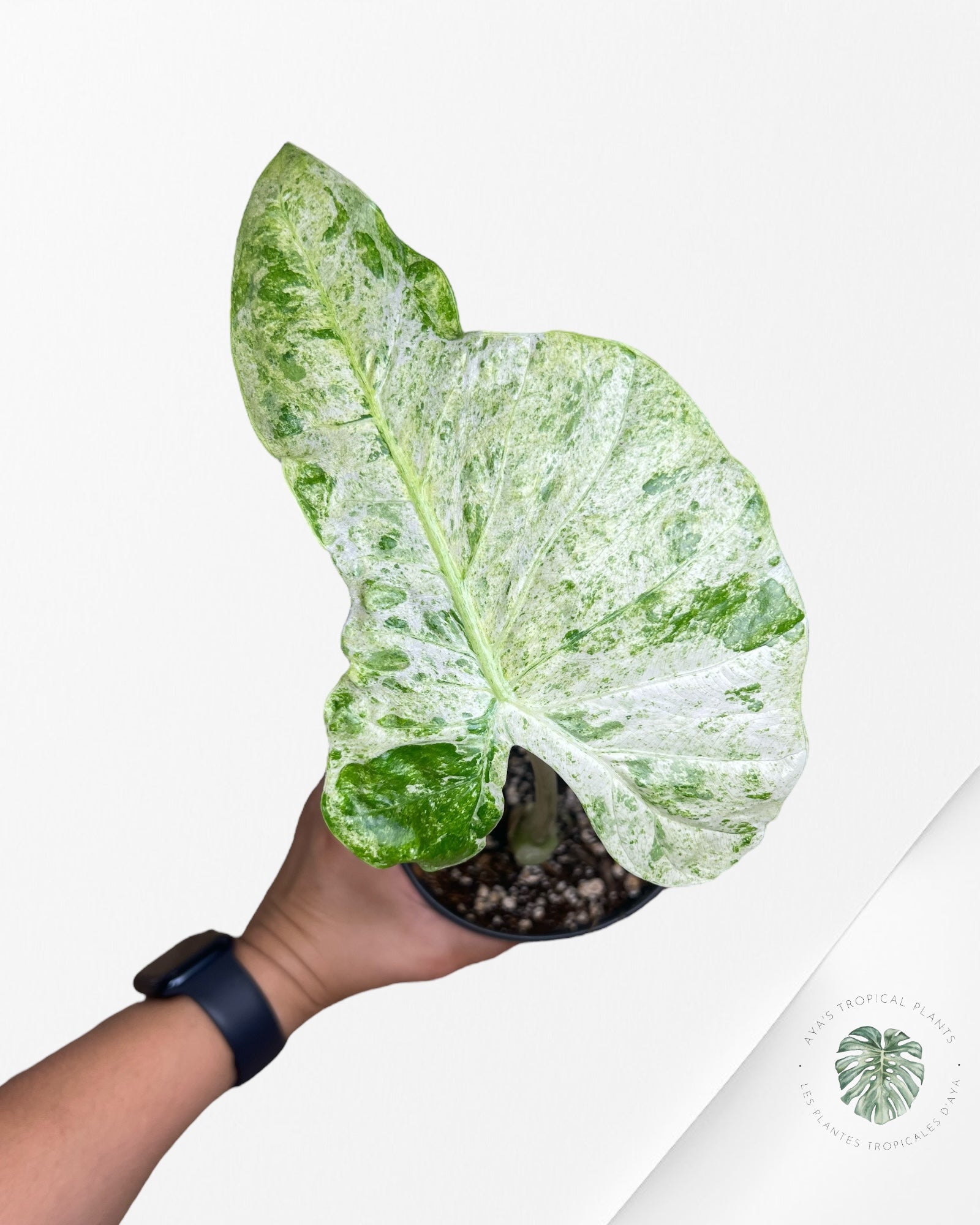 Alocasia Macrorrhiza Splash -SPF