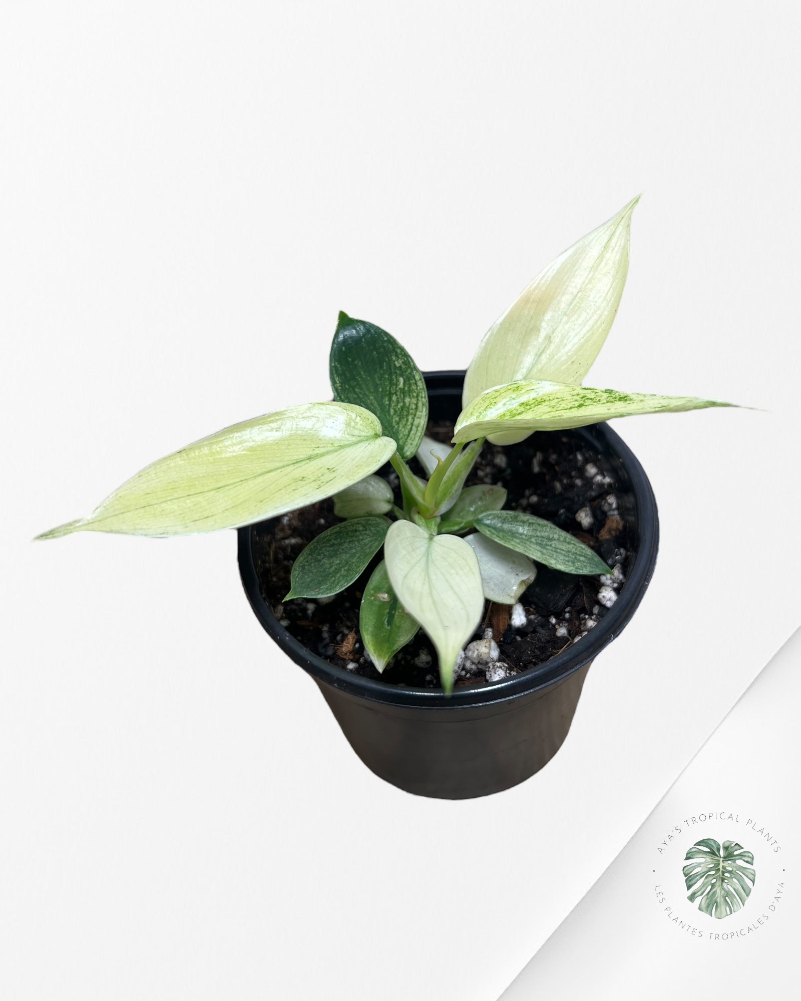 Philodendron Florida Ghost Mint -PFG10