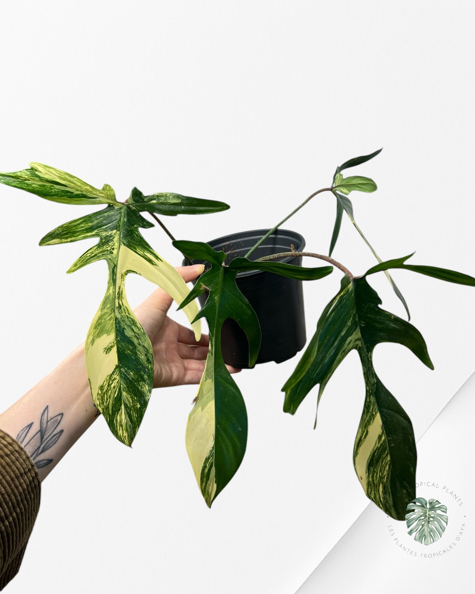 Philodendron Florida Beauty - ME5