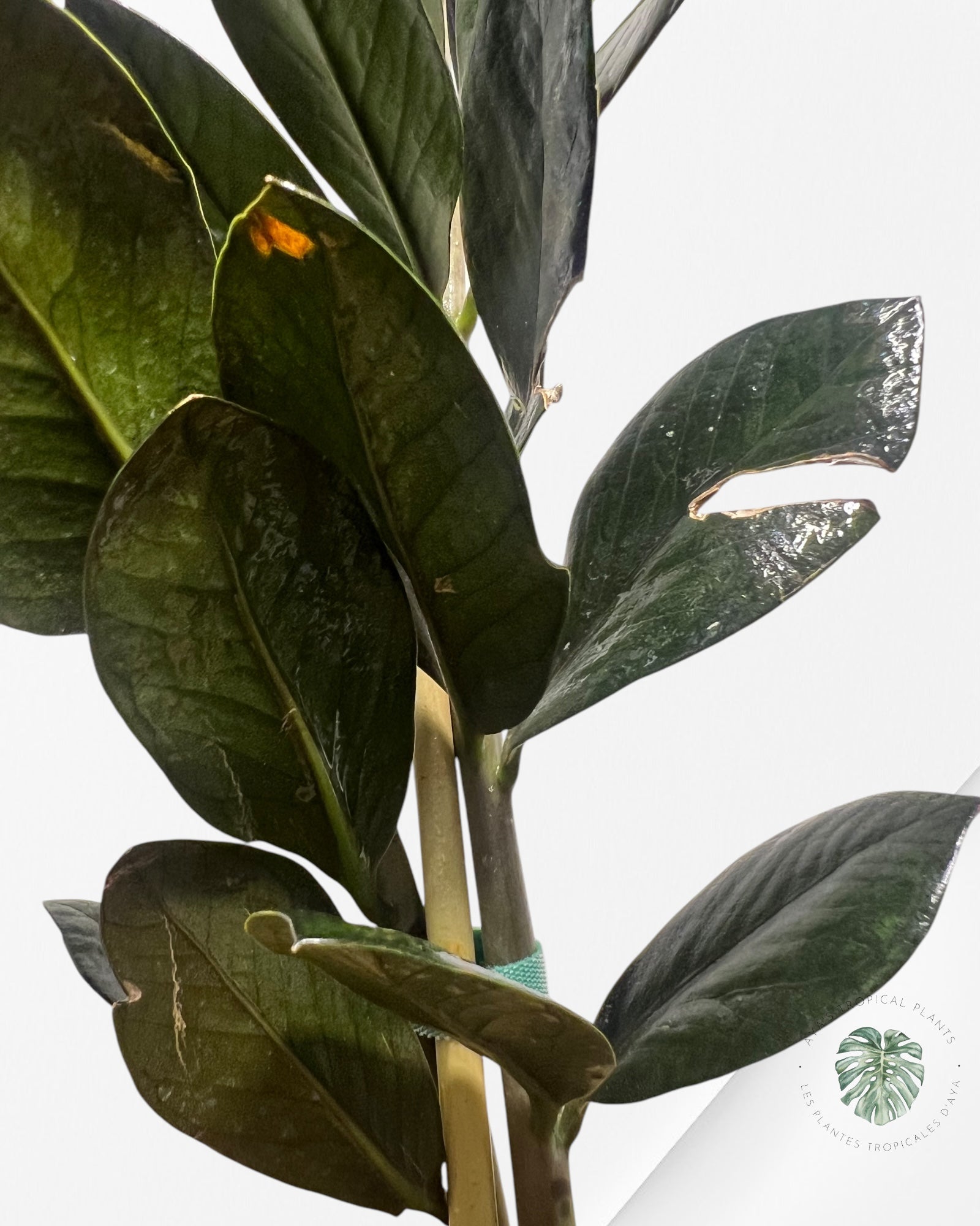 ZZ Nova Star Zamioculcas Zamiifolia -1