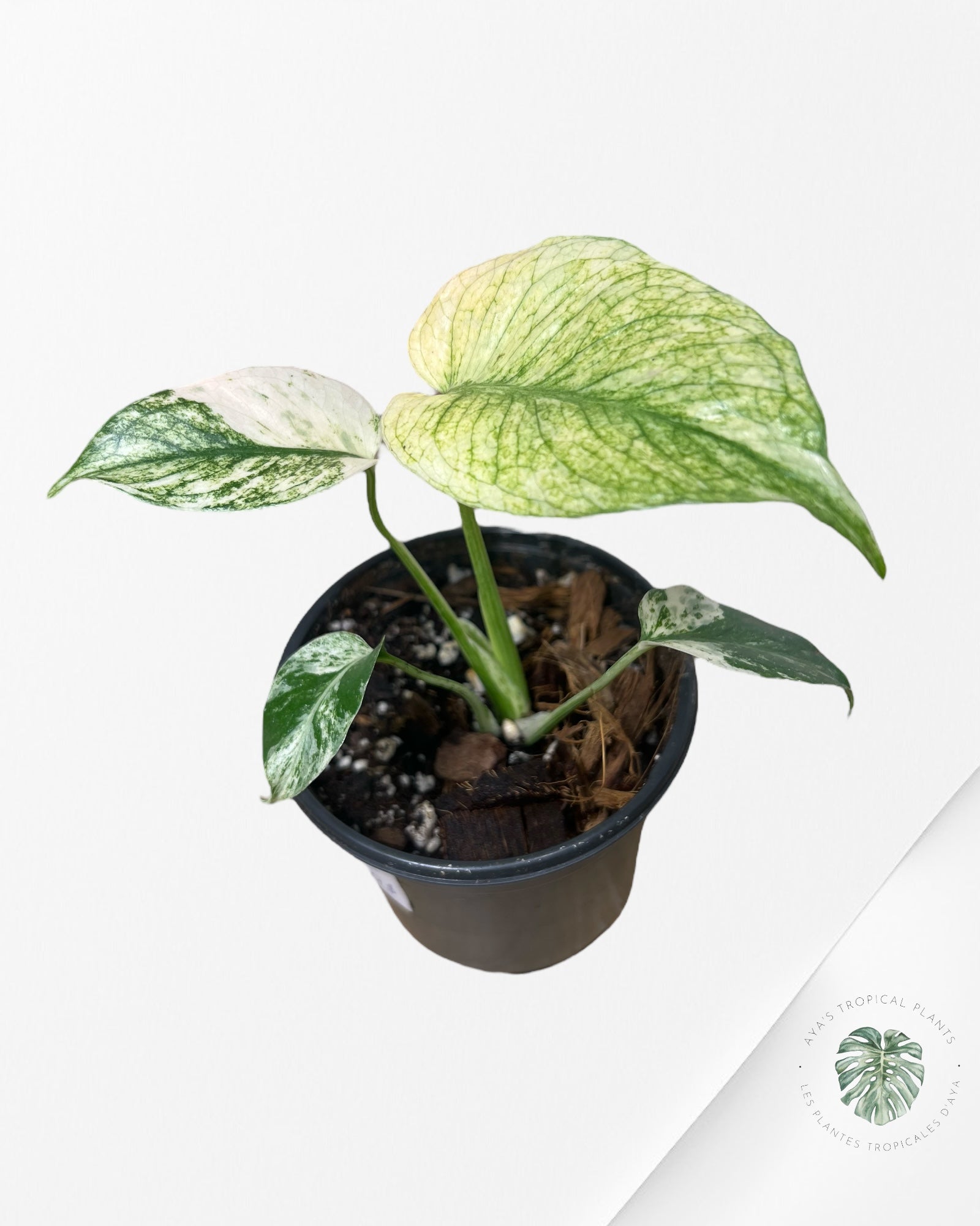 Monstera White Monster - SA2