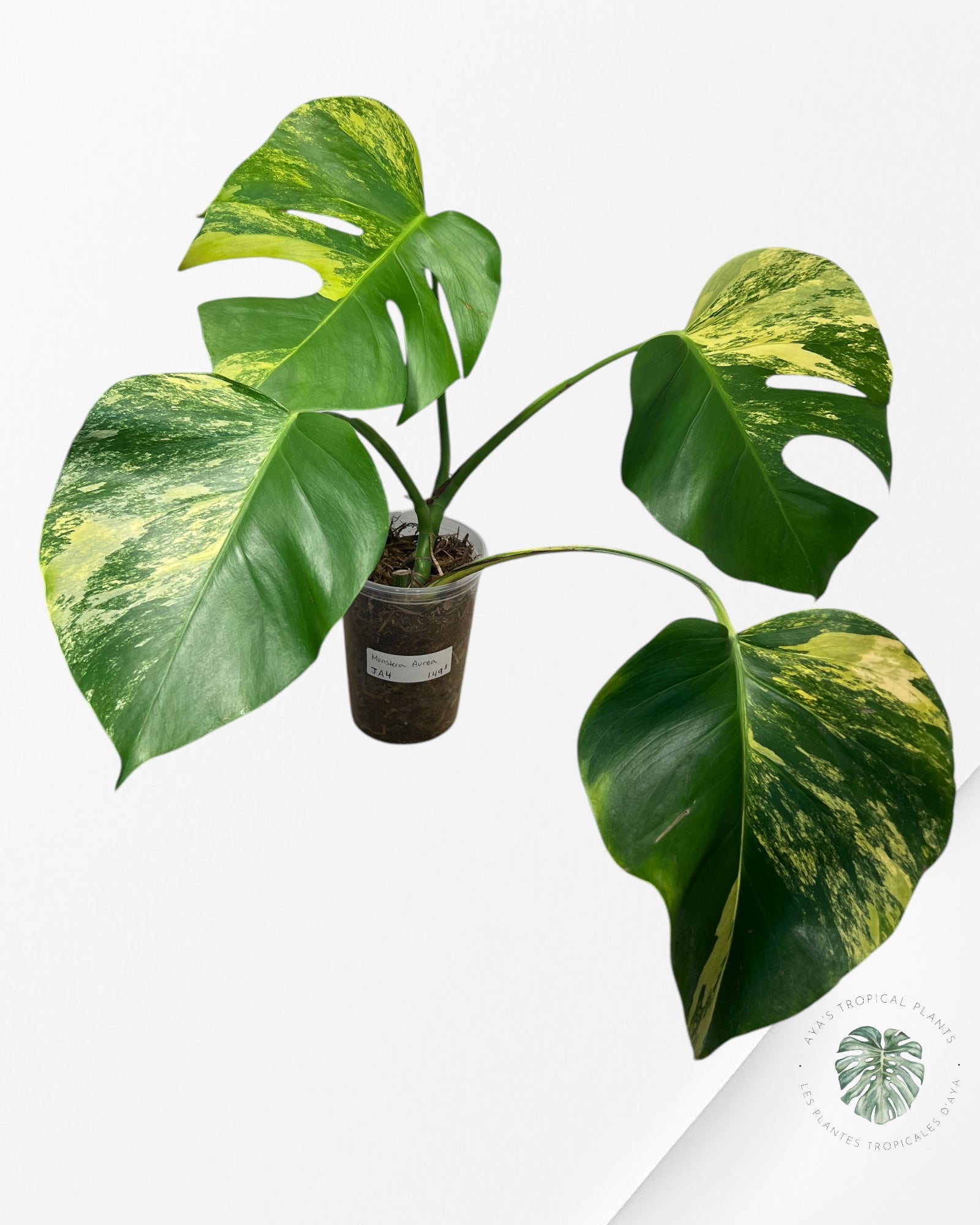 Monstera Aurea - JA4