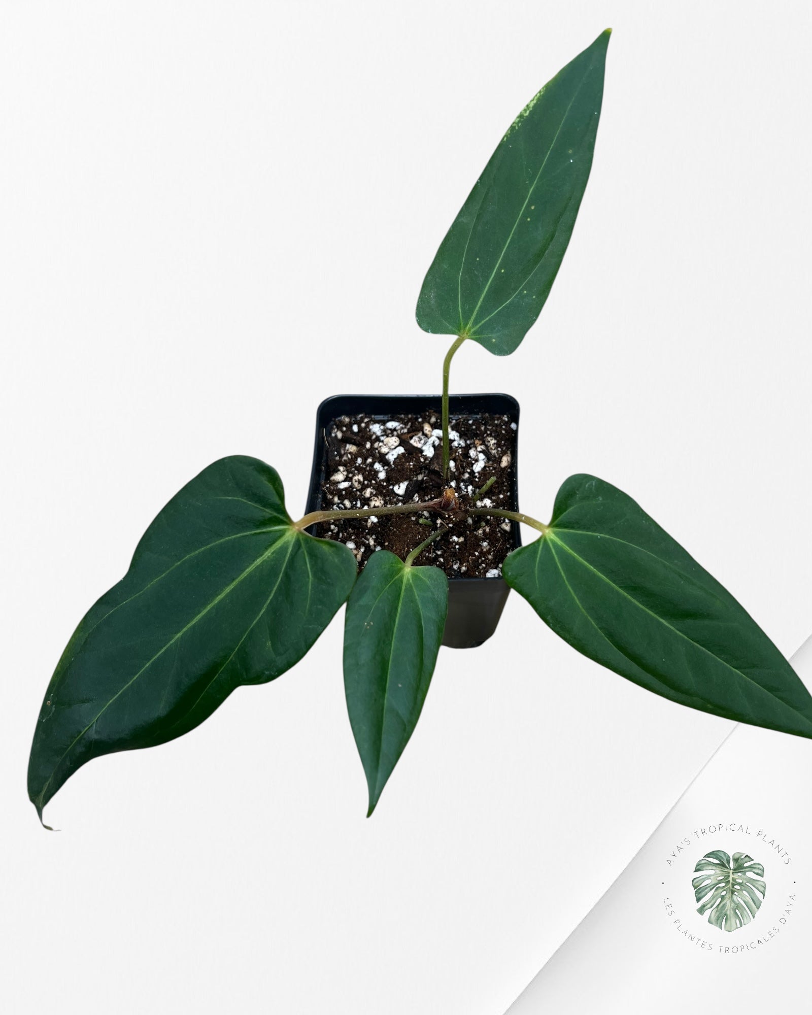 Anthurium papillilaminum - AP4