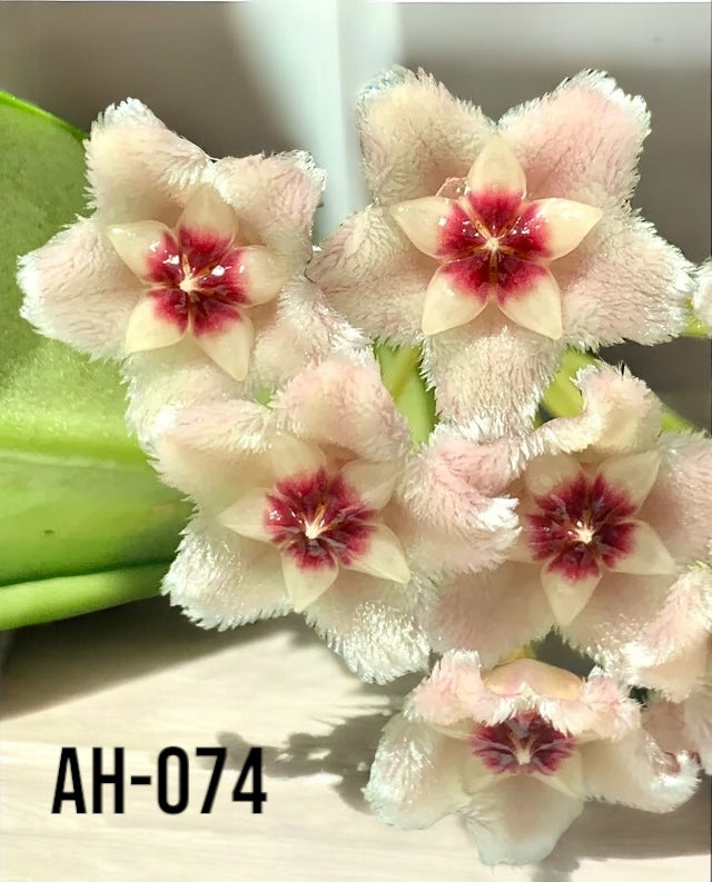 Hoya AH074-24