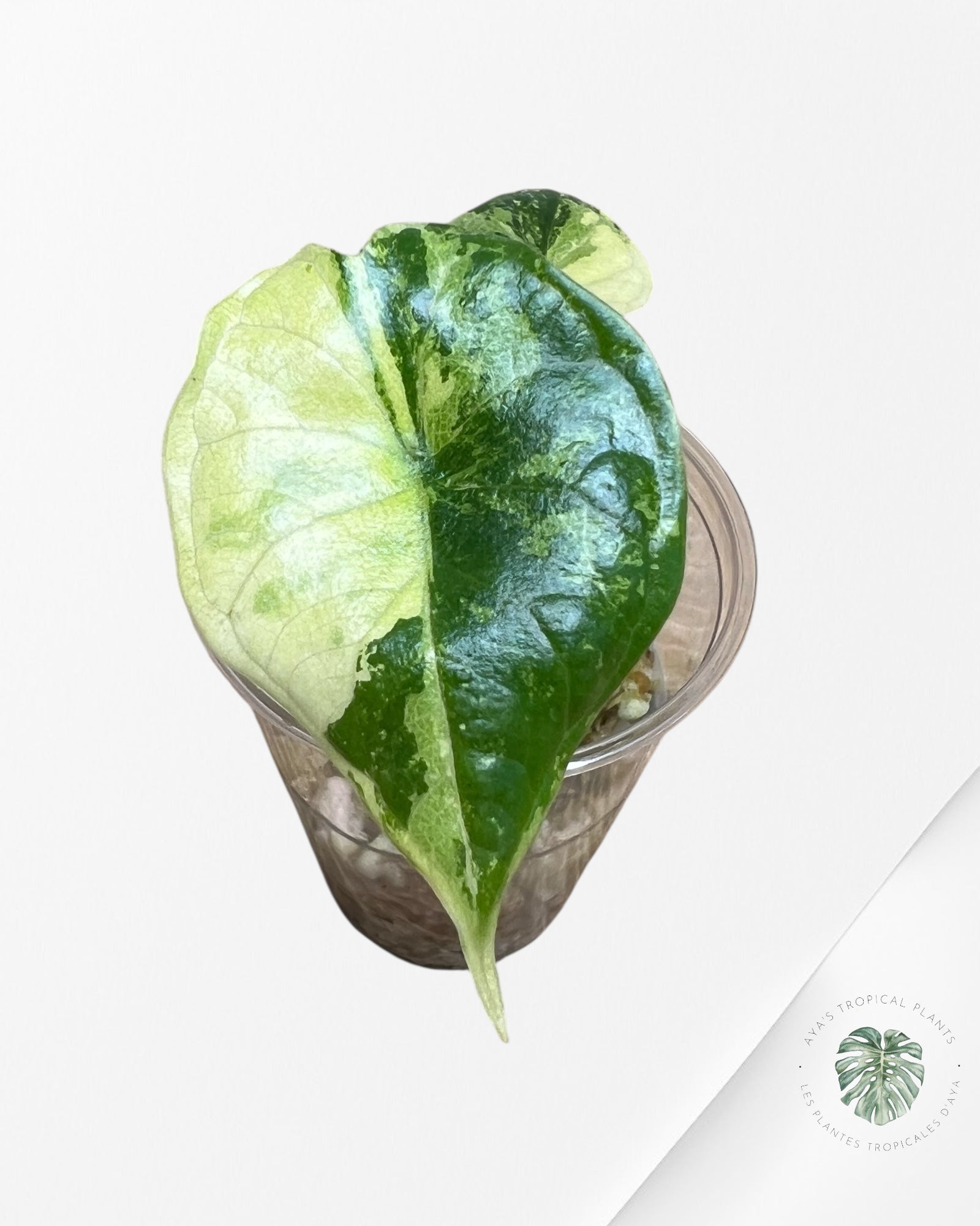 Alocasia Dragon Scale Variegated Aurea-JJ