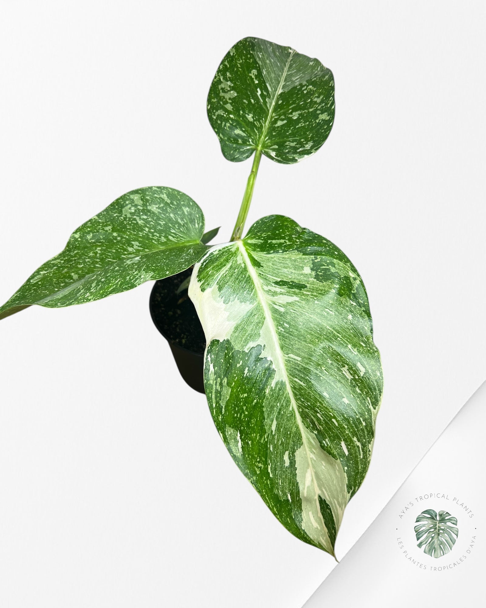 Philodendron Jose Buono - 103